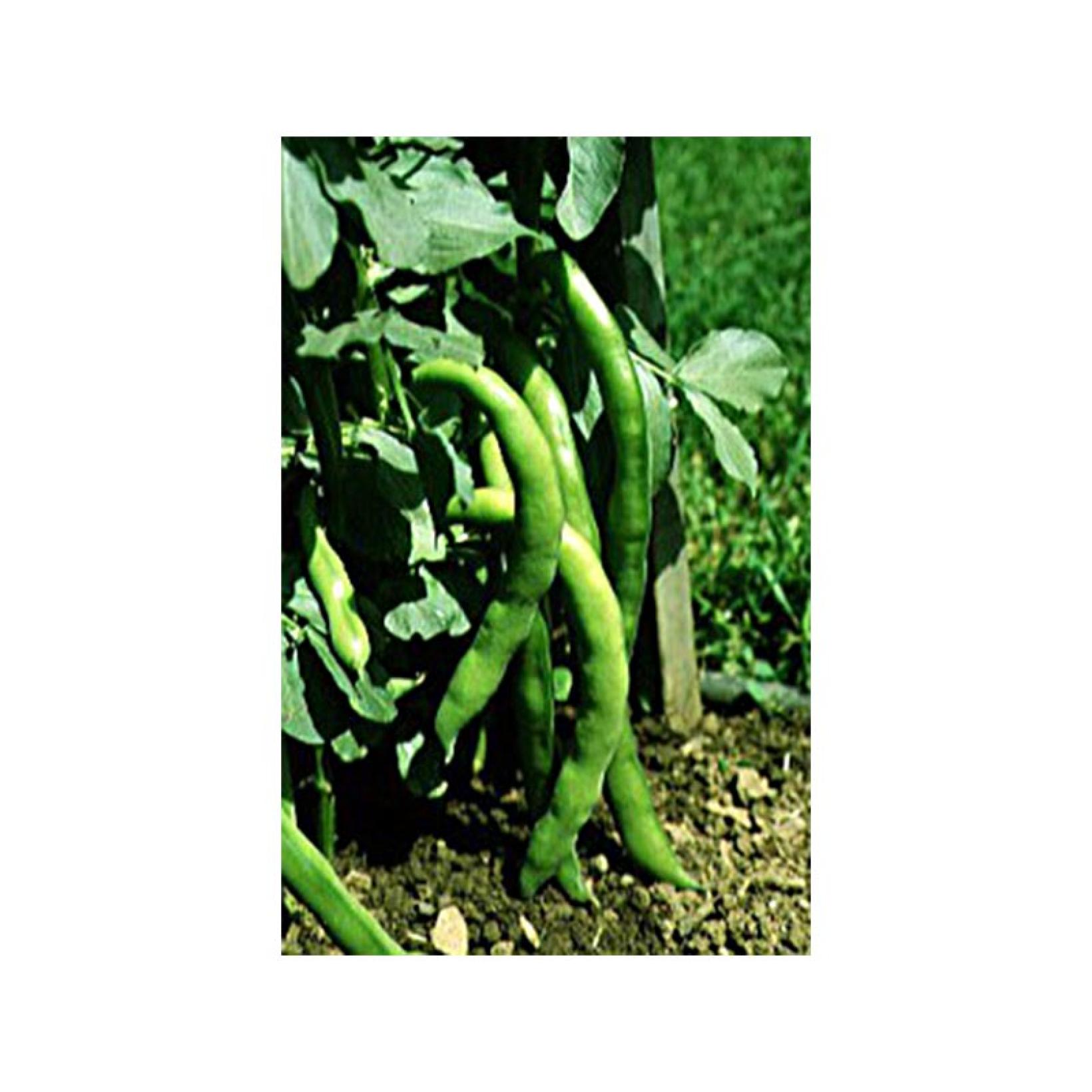 Graines De Fève 'Aguadulce à Très Longue Cosse' Vilmorin - Variété Précoce, Longues Cosses Avec 8-9 Grains