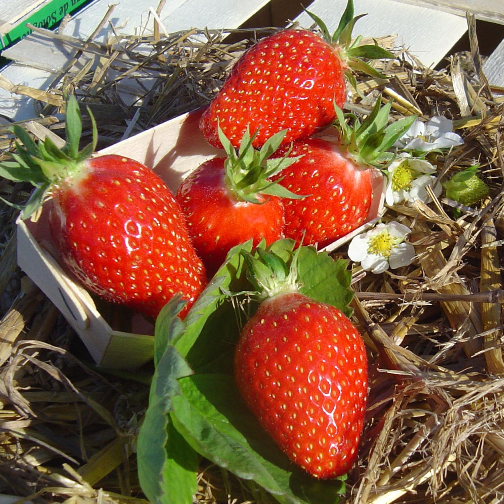 Fraisier Gariguette Variété non remontante à grosses fraises gouteuses — free download