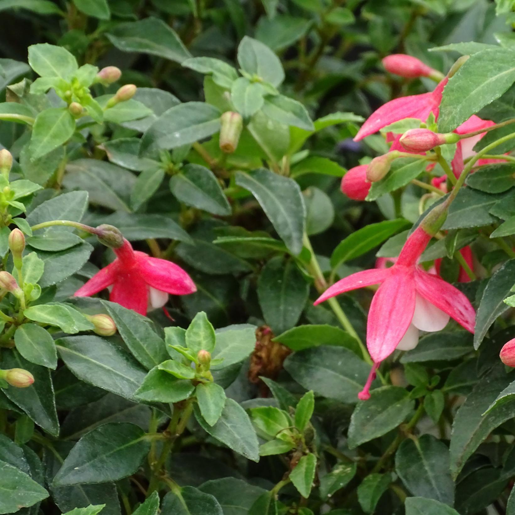 Fuchsia Lady Thumb - Fuchsia nain, florifère à fleurs rose vif et blanches