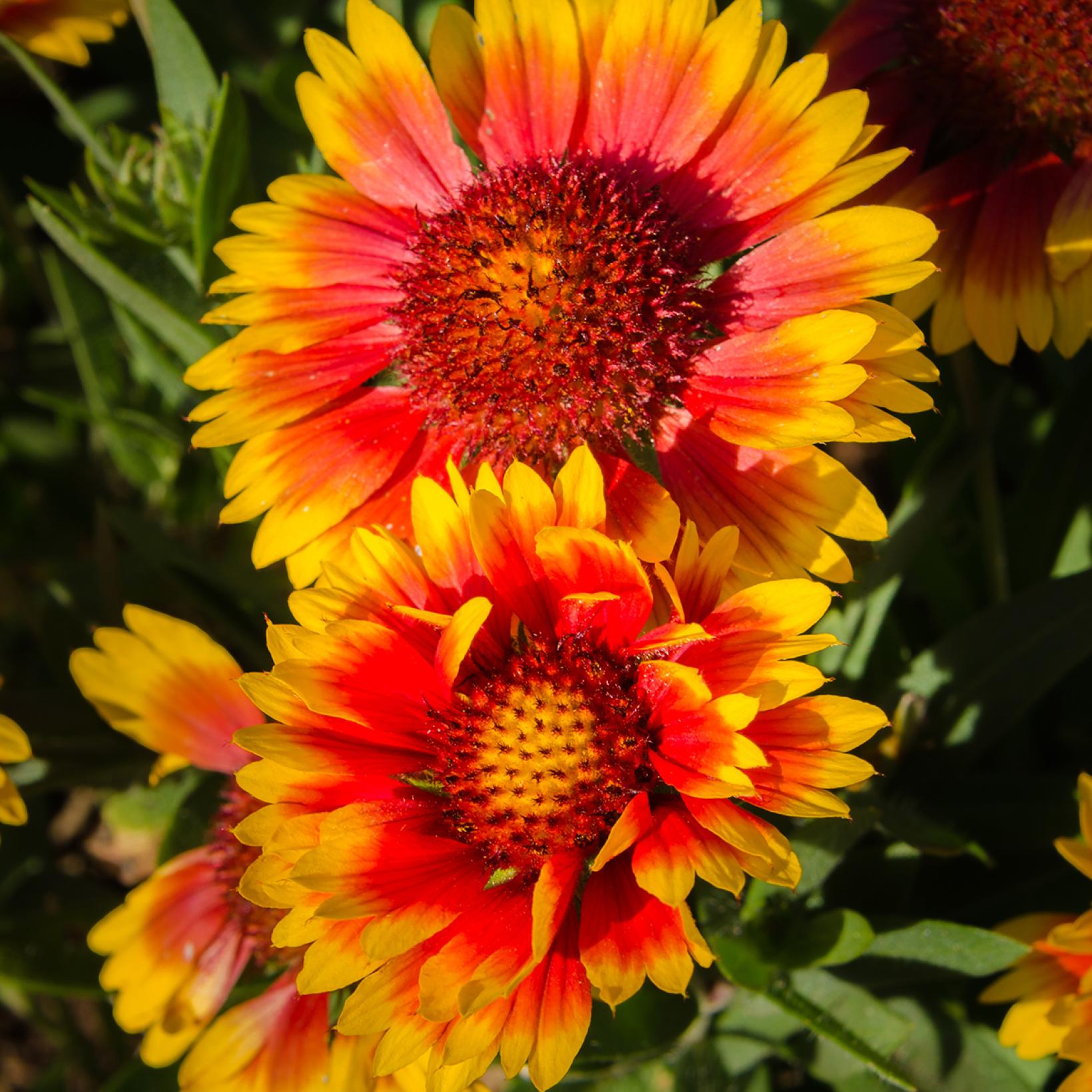 Fleurs Vivaces Orange Et Jaune