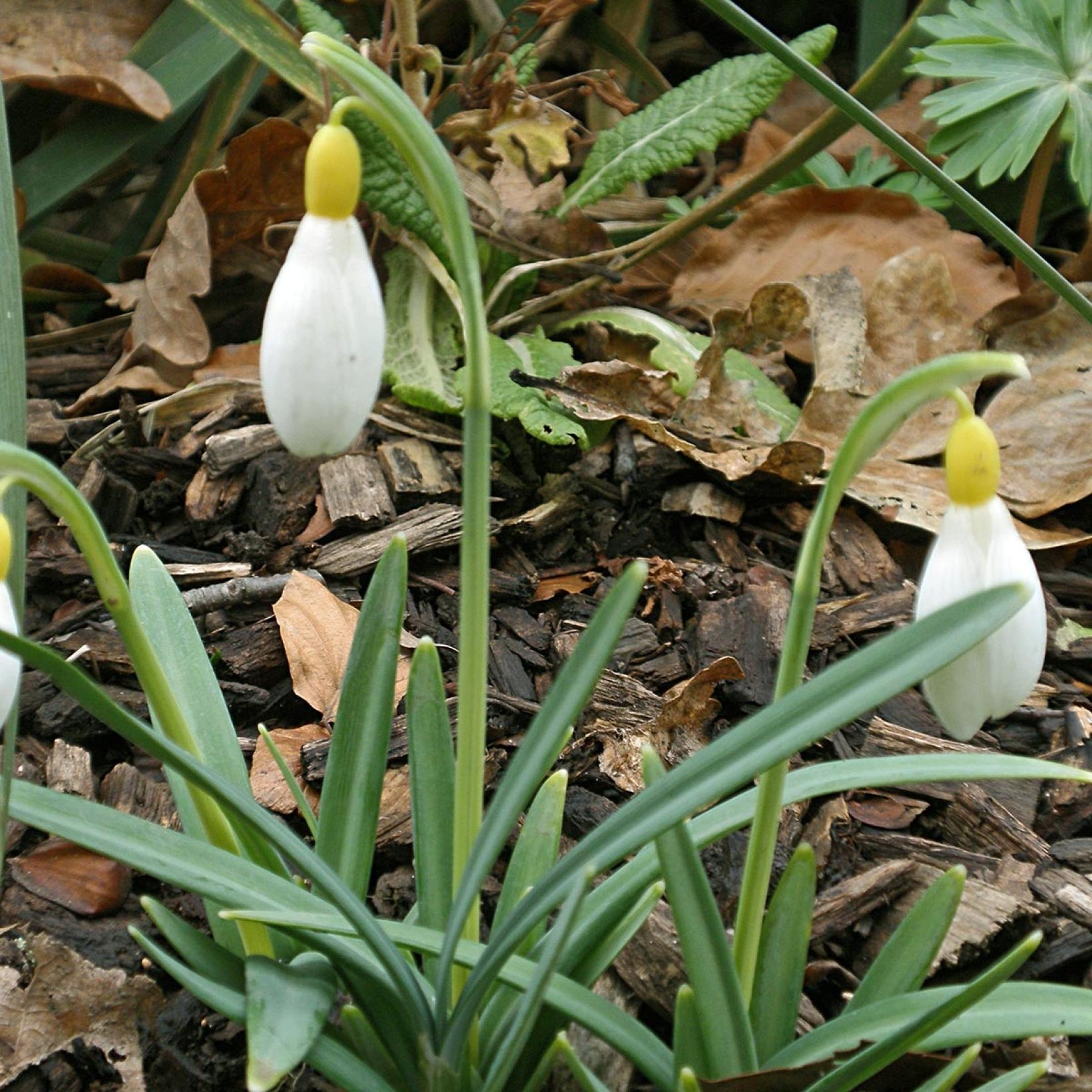 Galanthus Primrose Warburg Parceneige à ovaire jaune Bulbe