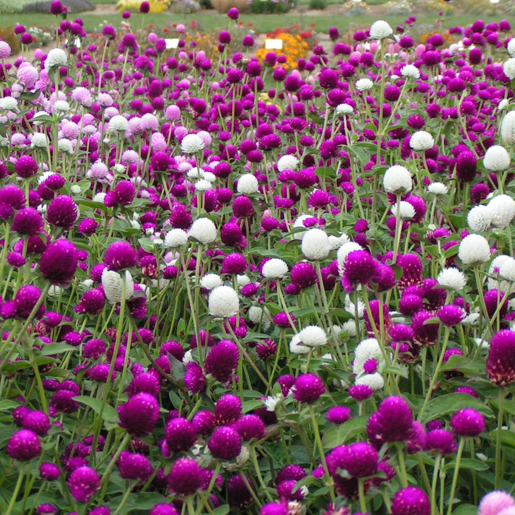 Gomphrena Globosa Stabilisée Violette - Fleur Naturelle Pour Compositions - Environ 100 G - Dimensions 47x18 Cm - Pour Mariages Et Décoration