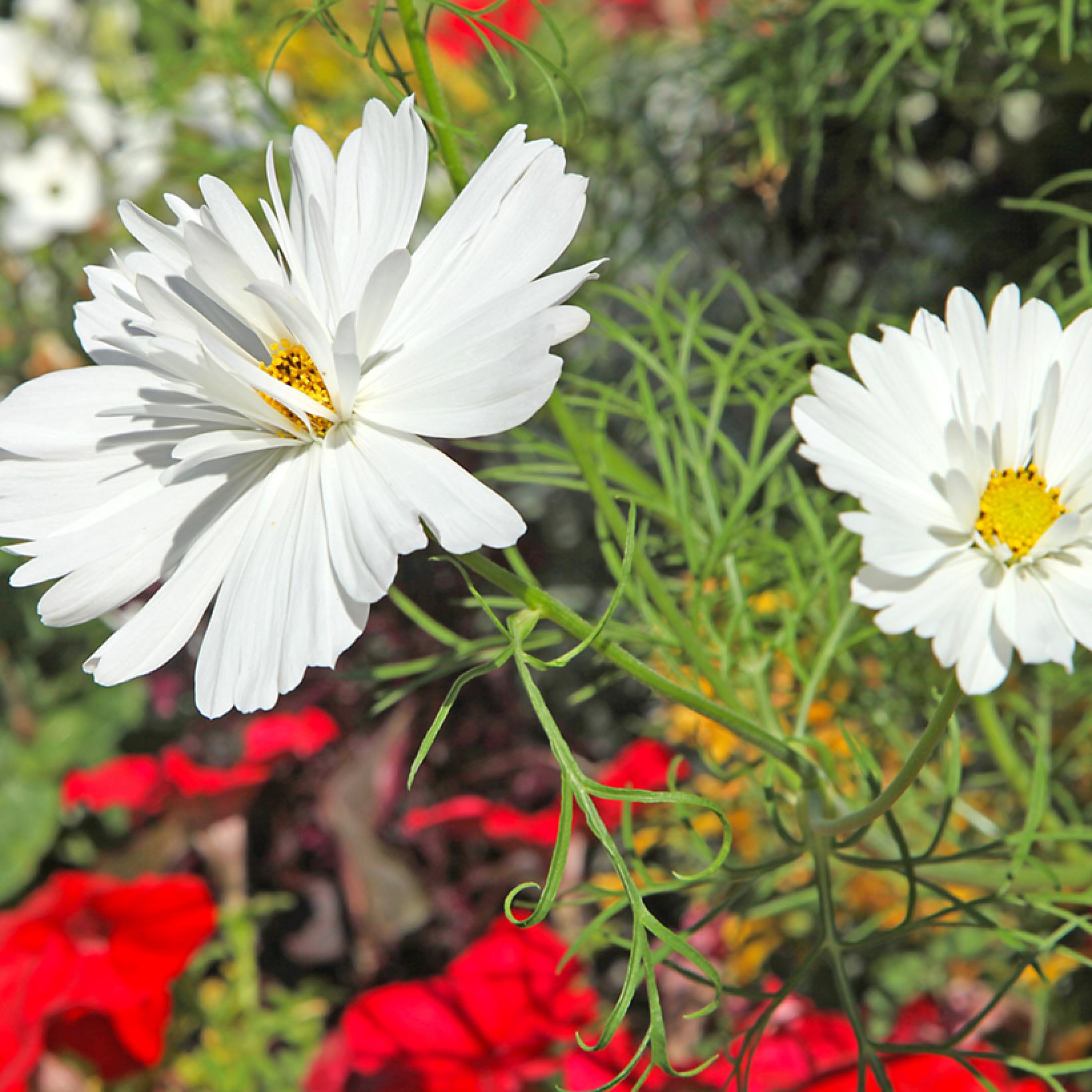 100 Graines Cosmos Chocolat (Cosmos Bipinnatus) - Fleurs De Jardin Magnifiques