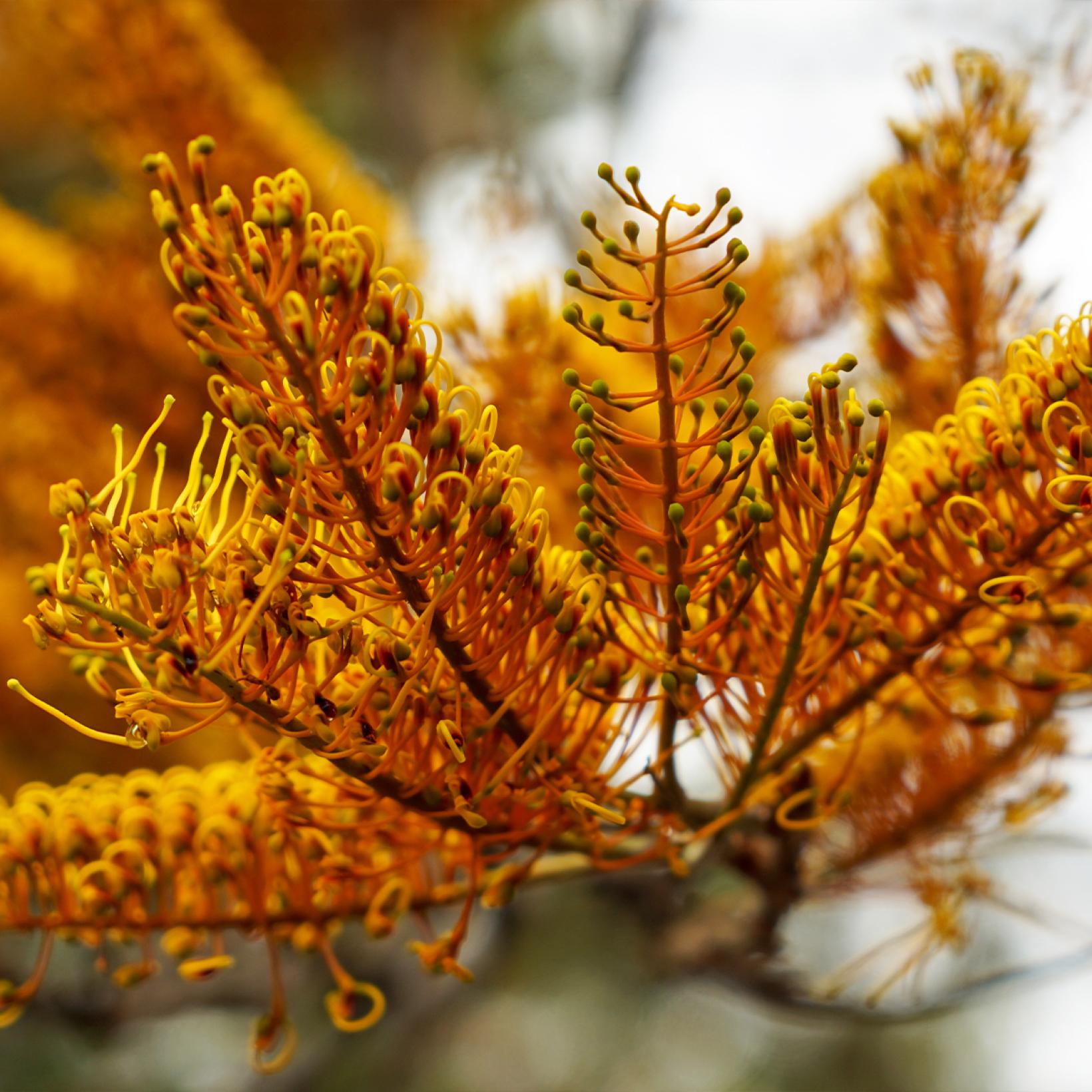 Grevillea robusta Chêne soyeux d'Australie Arbre de climats doux