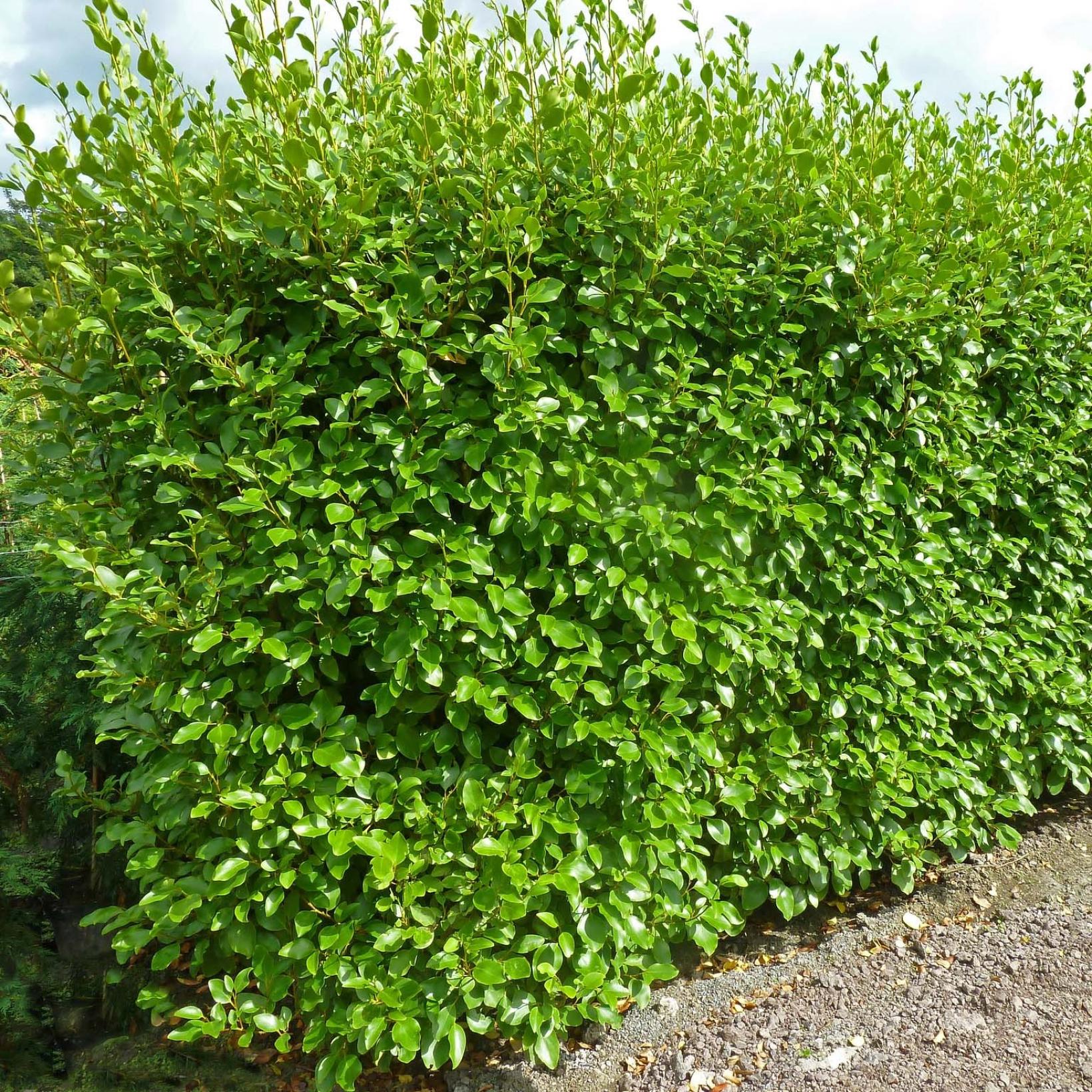 Griselinia littoralis Green Horizon Griselinie du littoral plus — free download