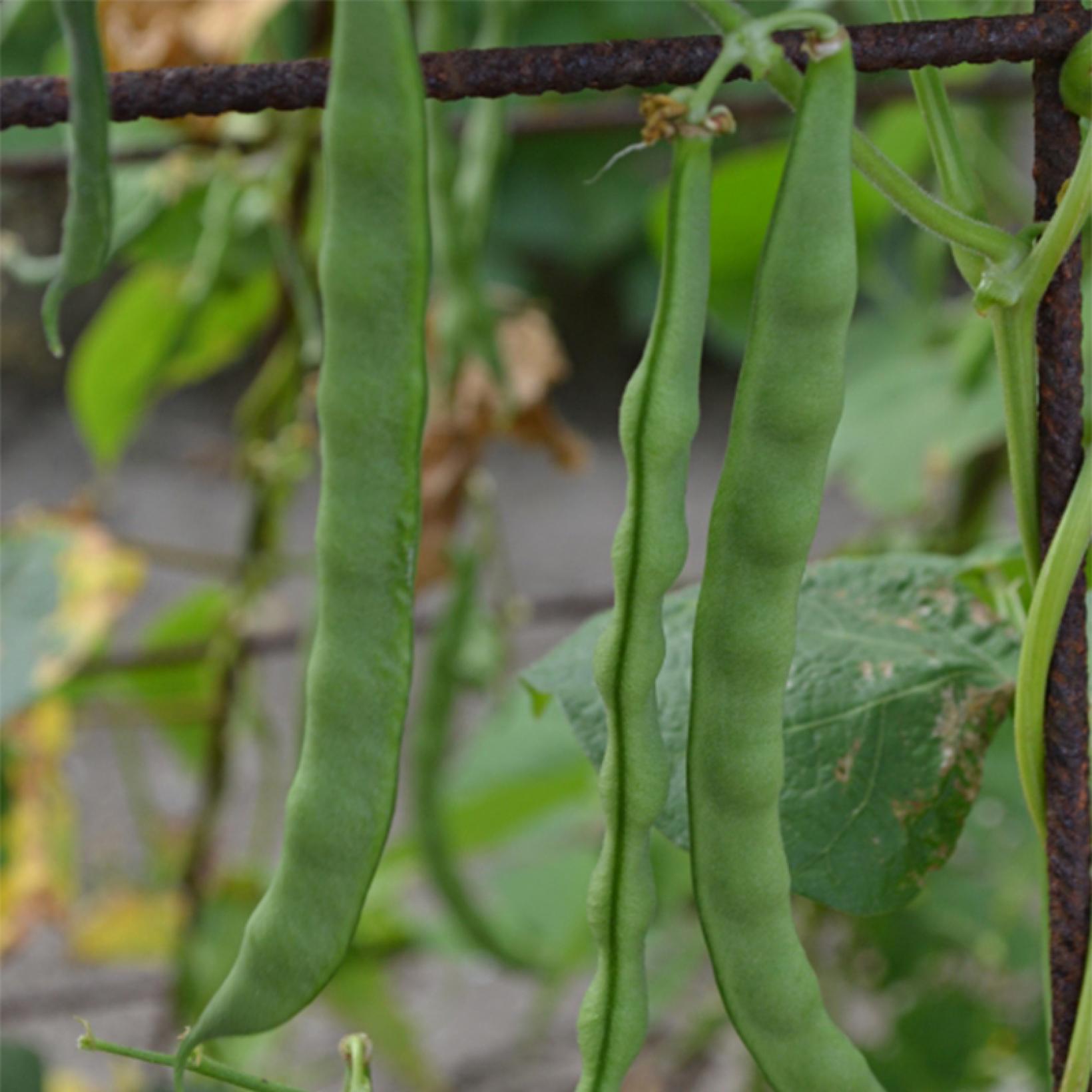 Haricot à rames mangetout Princesse du Pévèle Graines potagères — free download