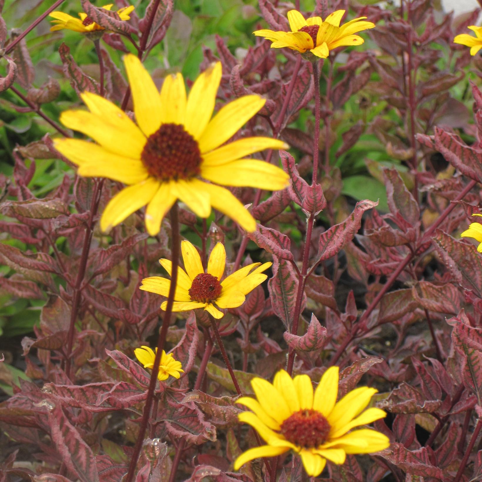 H liopsis Faux H lianthe Heliopsis Heliantho des Summer Pink h-liopsis-faux-h-lianthe-heliopsis-heliantho-des-summer-pink