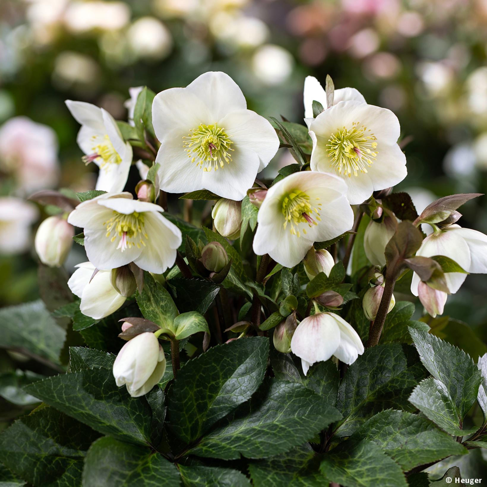 Helleborus Lividus Purple Marble - 2 Plantes En Pot De 14cm - Rose De Noël Persistante à Fleurs Violettes - Idéal Jardin Et Balcon