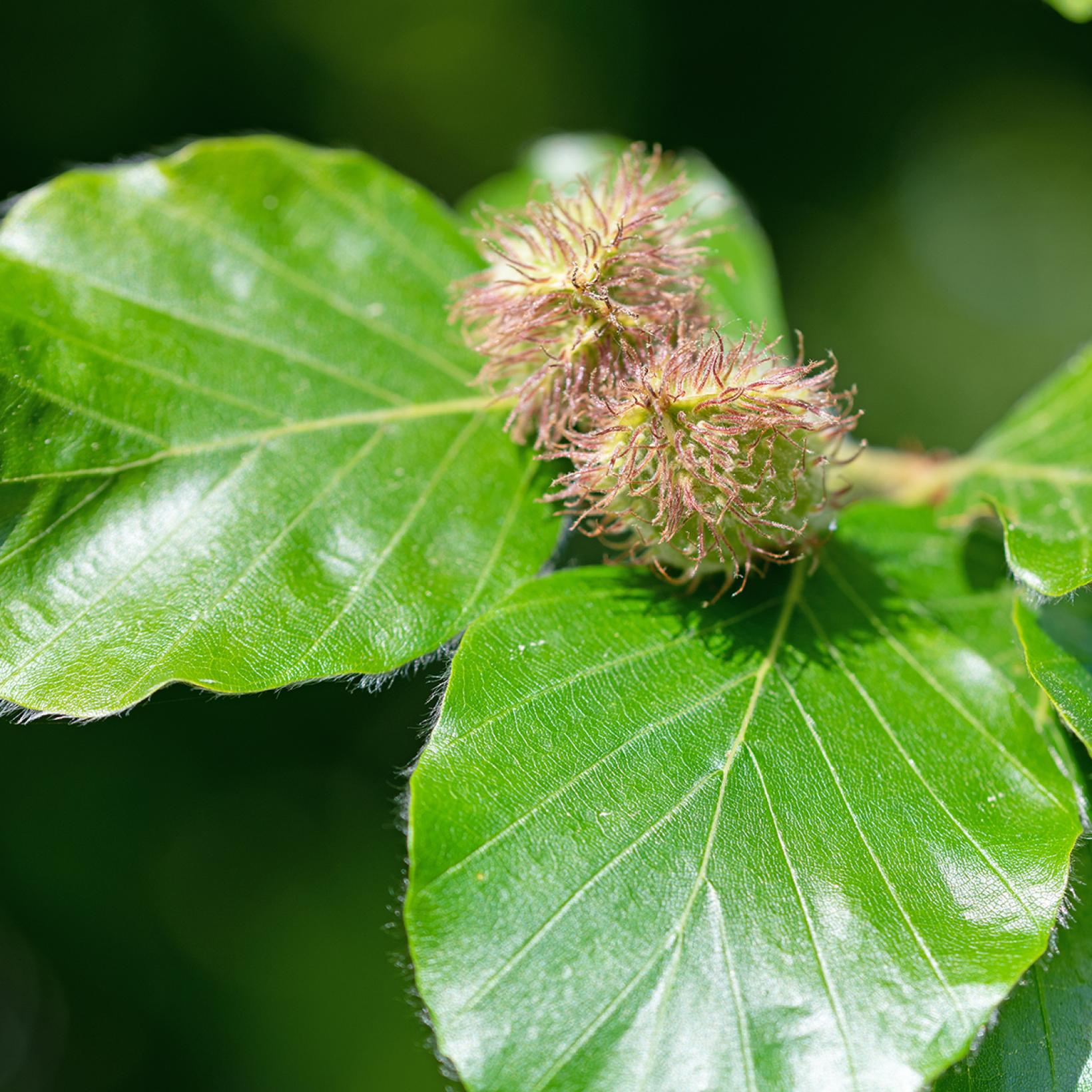 Fagus Sylvatica H tre Commun Arbre Populaire Au Feuillage Marcescent fagus-sylvatica-h-tre-commun-arbre-populaire-au-feuillage-marcescent