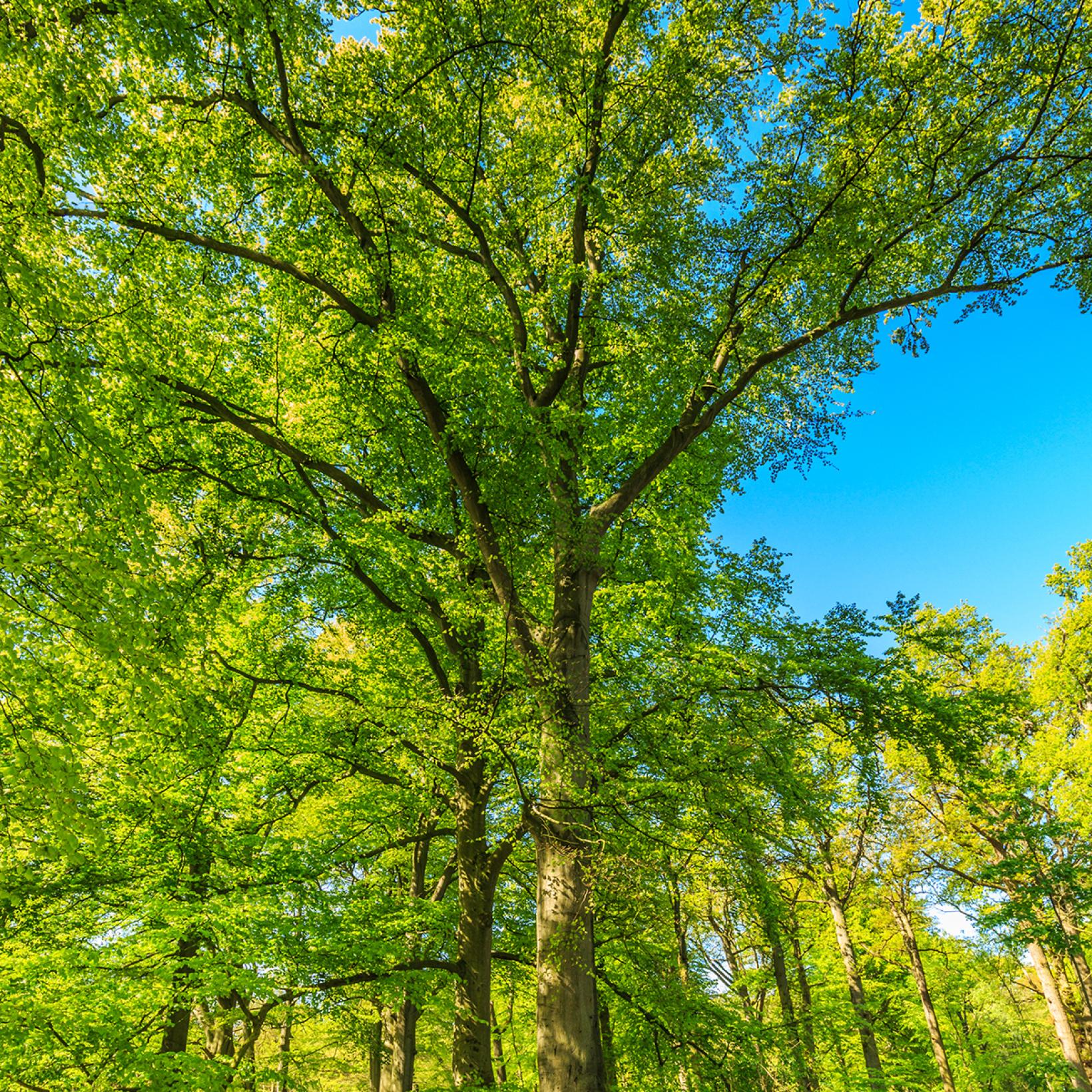 Fagus sylvatica Hêtre commun Arbre populaire au feuillage marcescent — free download