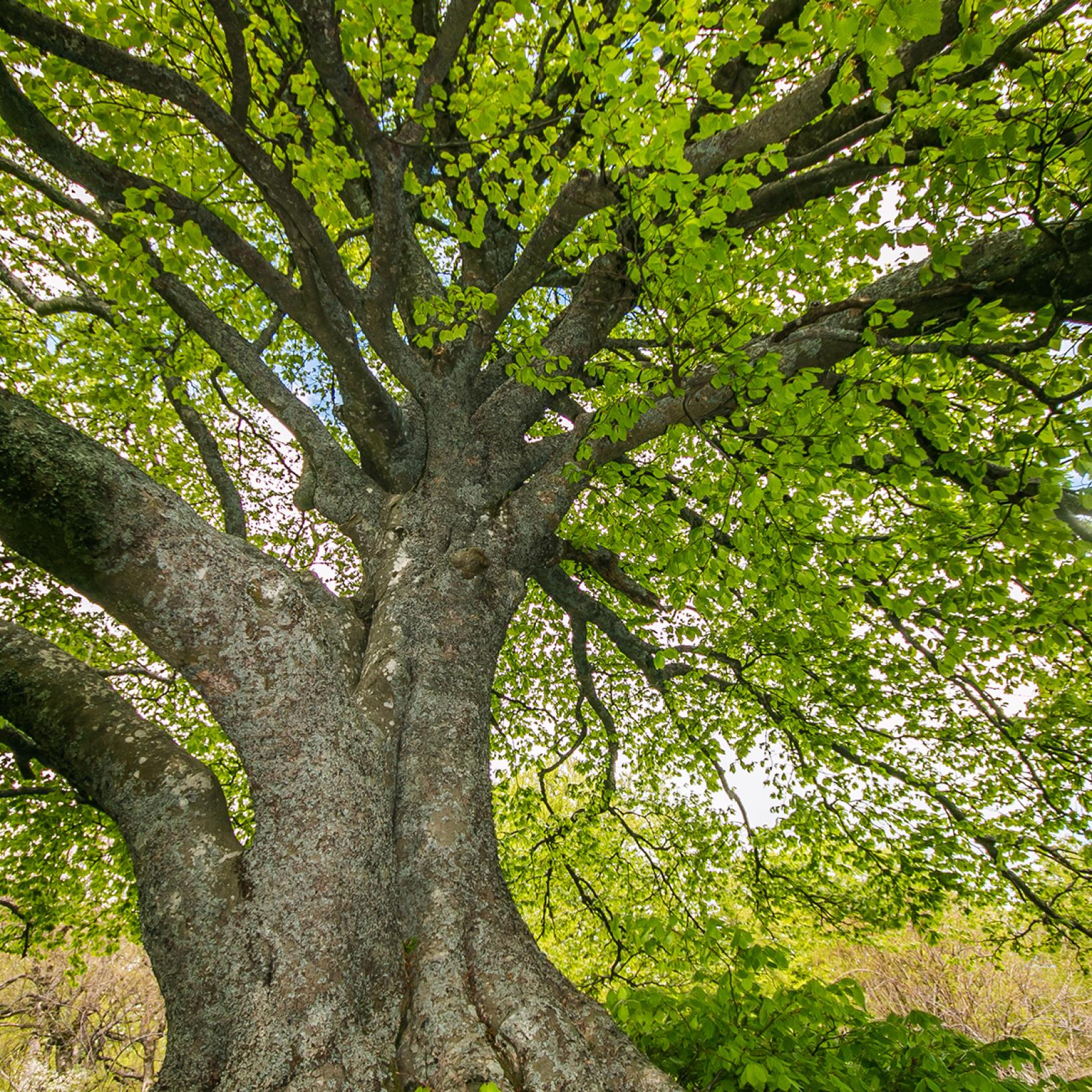 Fagus sylvatica Hêtre commun Arbre populaire au feuillage marcescent — free download