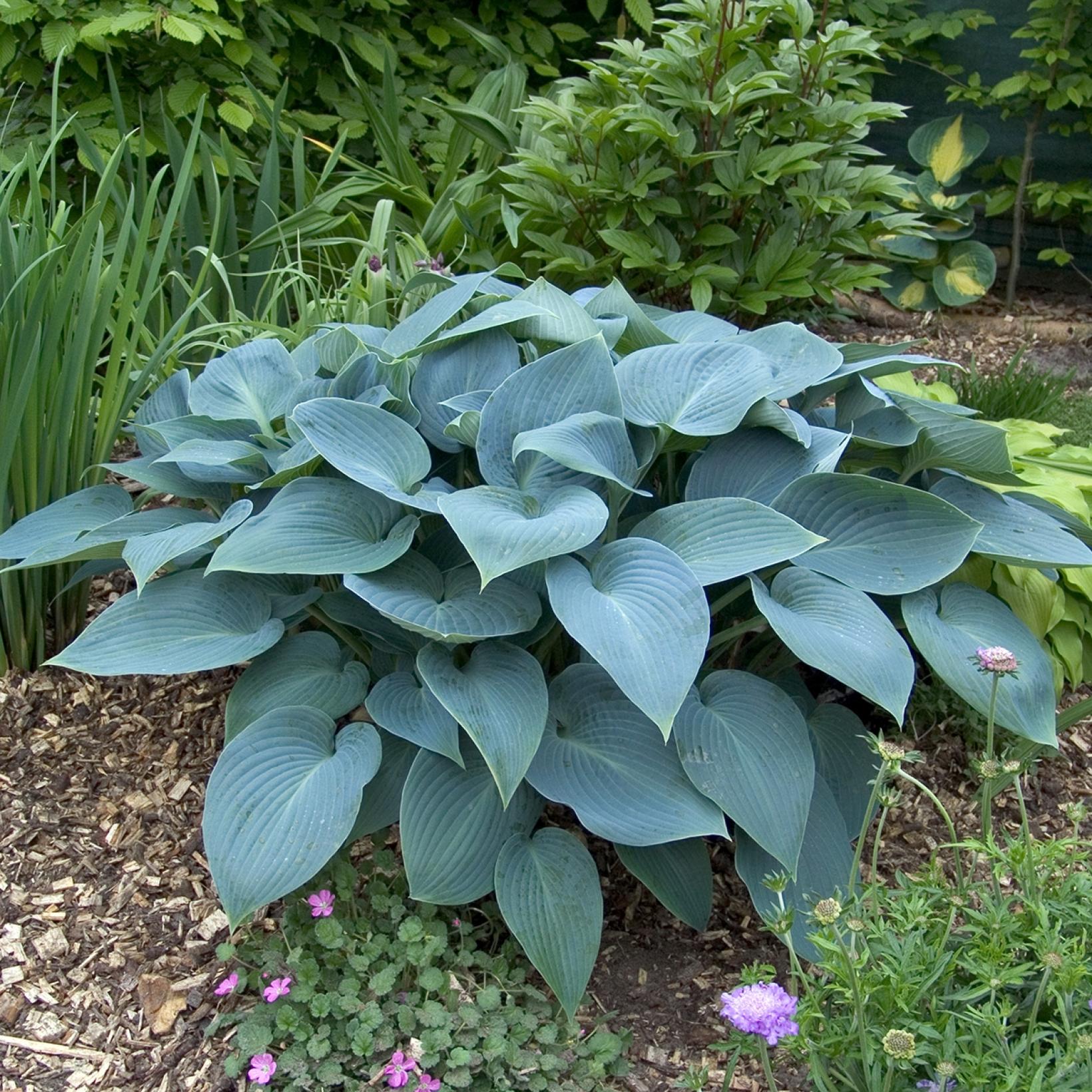 Hosta Tardiana Halcyon Hosta Bleu Une Vari t Tr s R put e Hosta Tardiana Halcyon Hosta Bleu Une Vari t Tr s R put e
