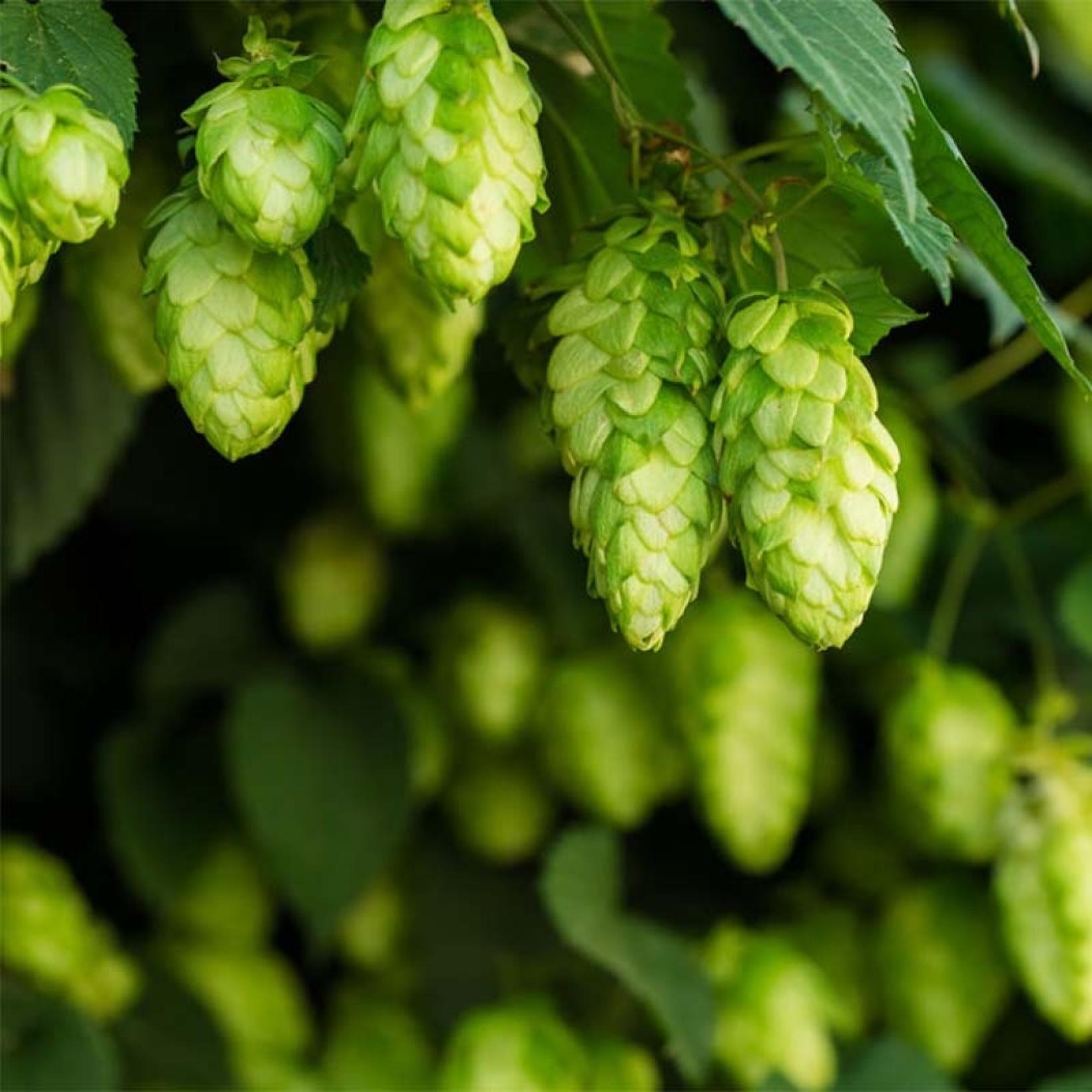 Humulus lupulus Target - un houblon femelle florifère et précoce