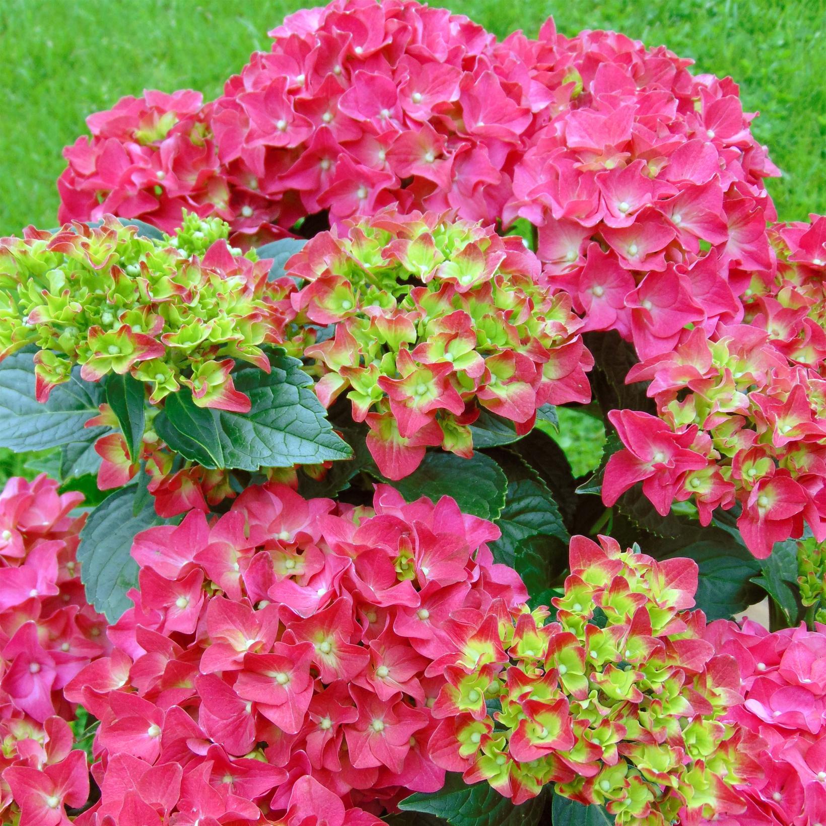 Hydrangea macrophylla Red Reggae - Hortensia à fleurs rose-rouge foncé