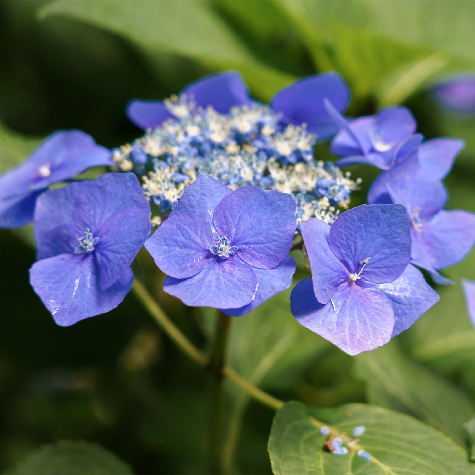 Hortensia 'Teller blue'