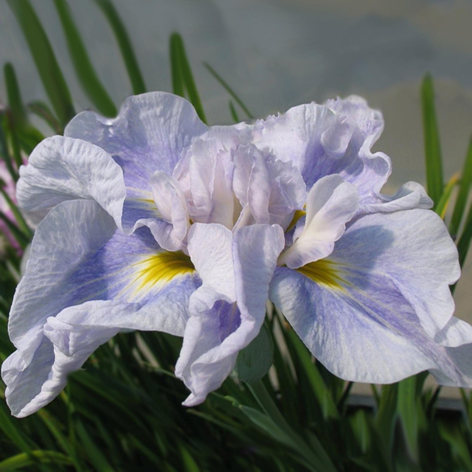 Iris ensata Dinner Plate Ice Cream Iris du Japon aux énormes fleurs