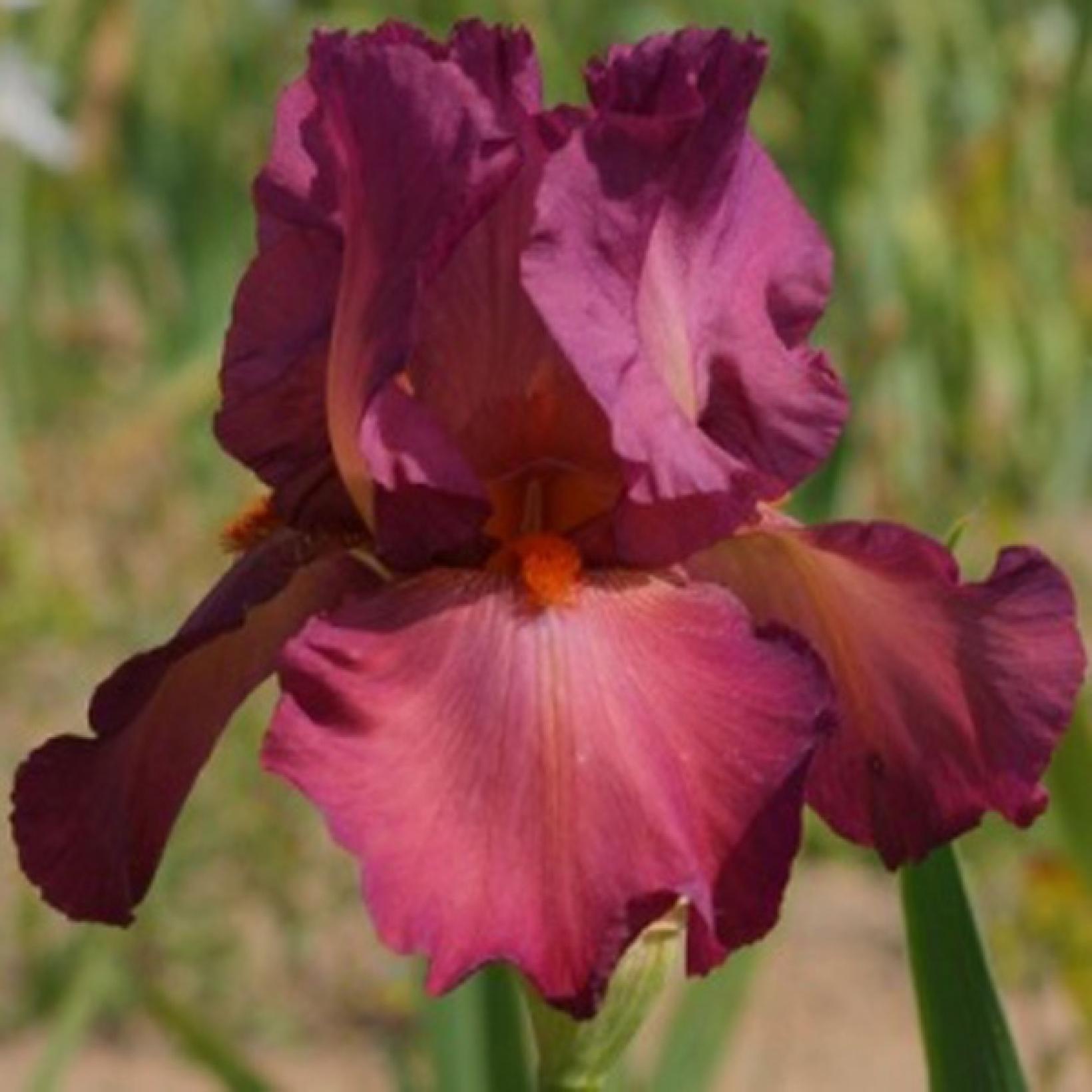 Iris germanica Lady Friend Iris des Jardins framboise teinté d'orange
