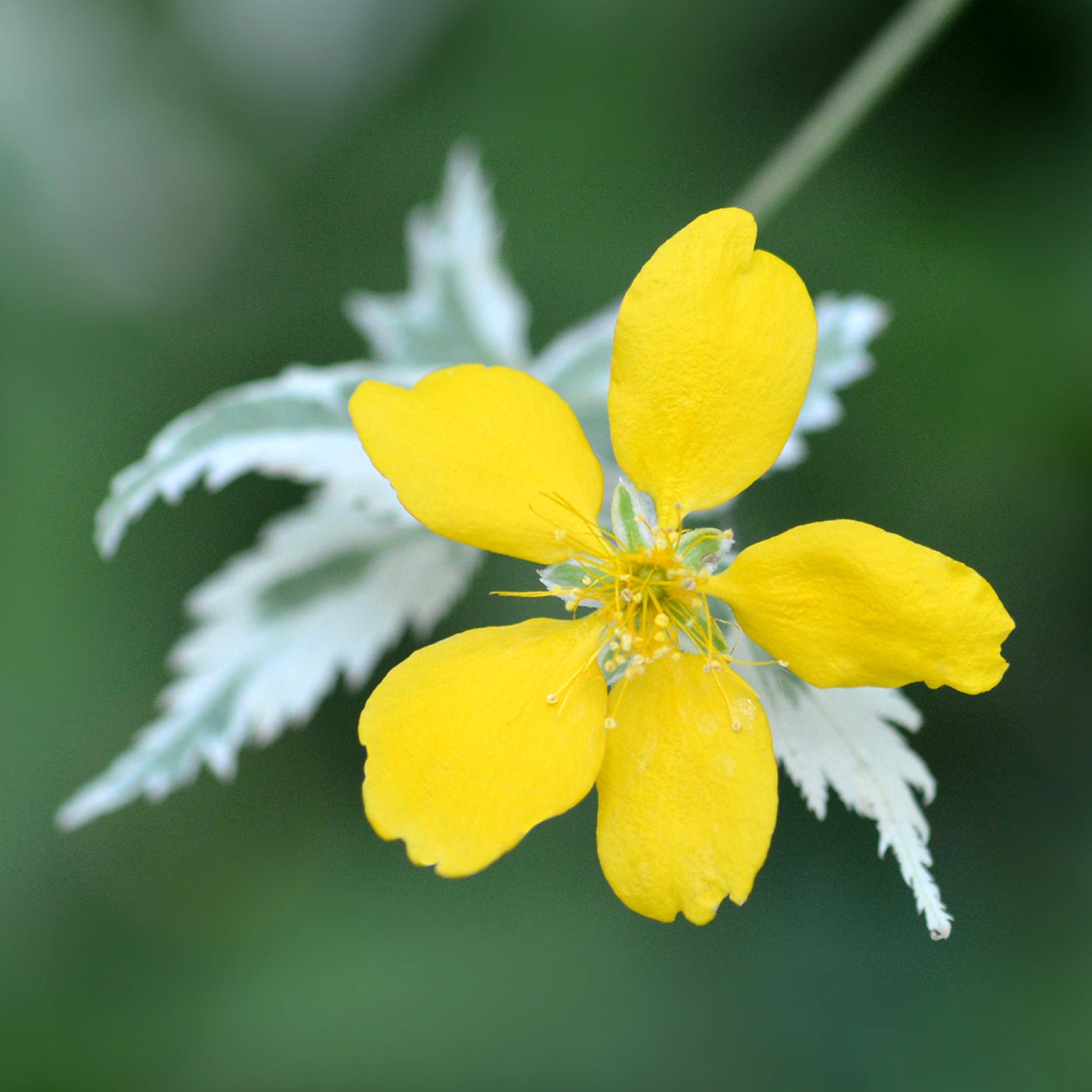 Corête du Japon Picta Kerria japonica, un arbuste à pompons jaunes