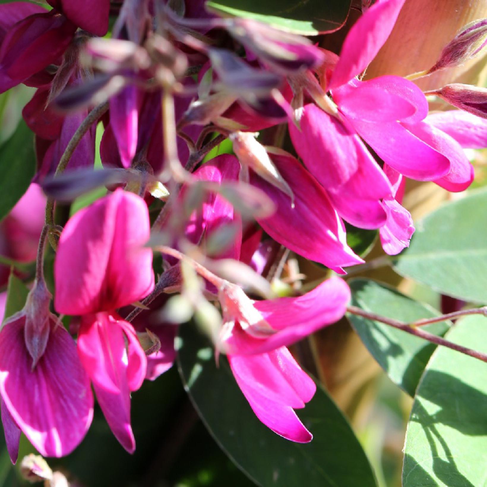 Lespedeza thunbergii Gibraltar - Trèfle en arbre au port très étalé