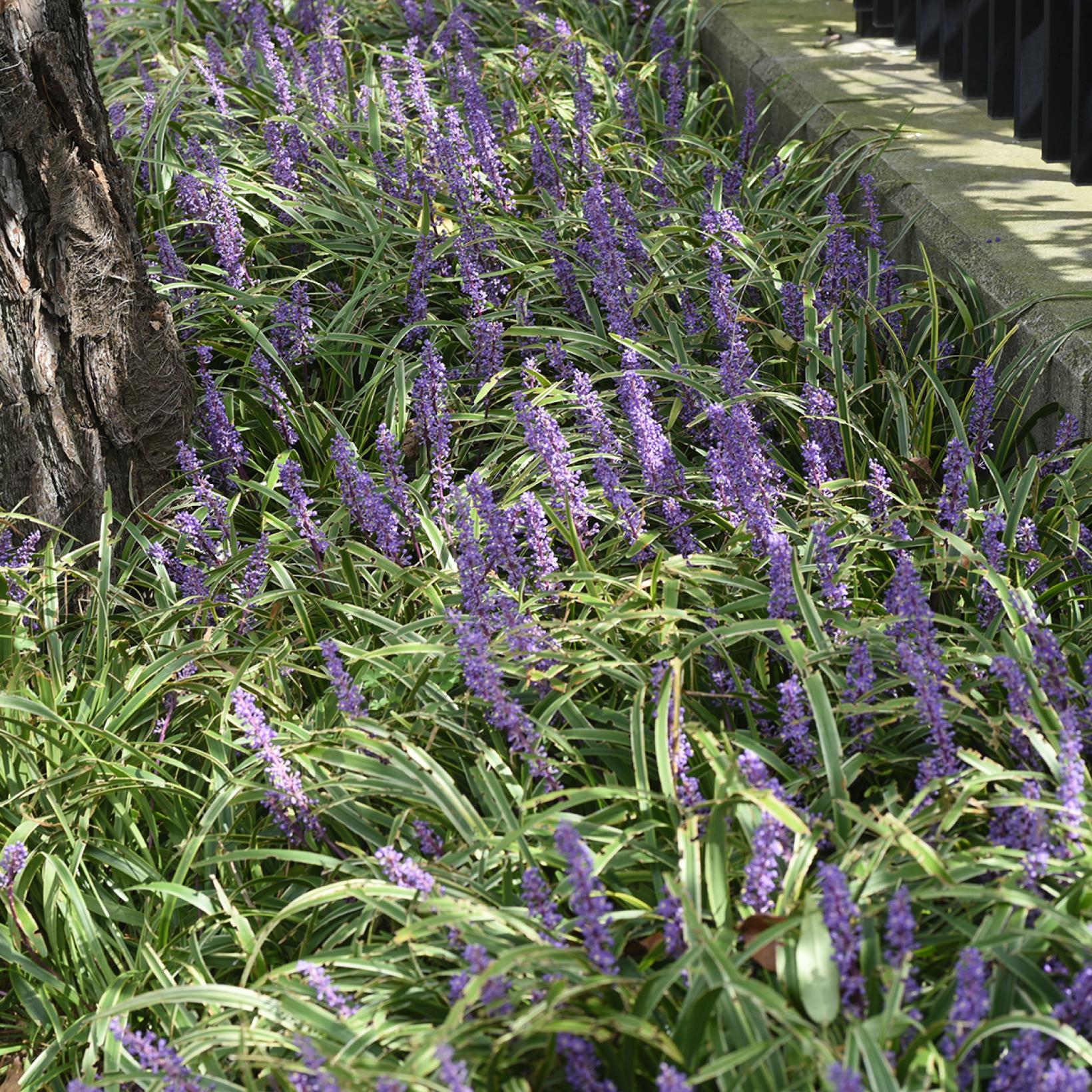 Liriope muscari Big Blue - Vivace couvre-sol persistante aux fleurs
