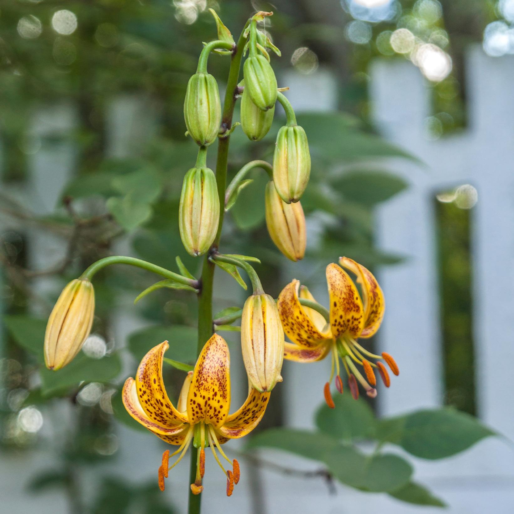 Lilium x martagon Peppard Gold - Lis hybride aux fleurs jaune-orangé ...