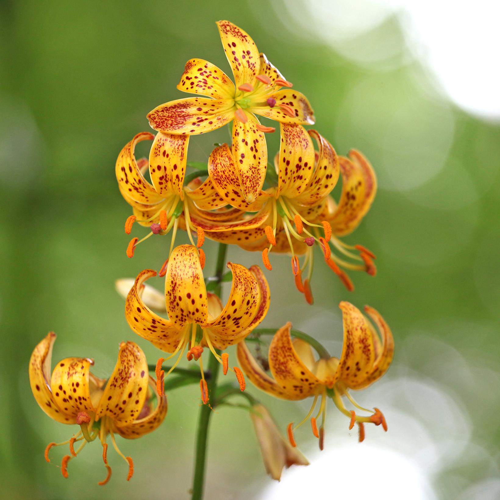 lilium-x-martagon-sunny-morning-lis-hybride-aux-fleurs-orange-et