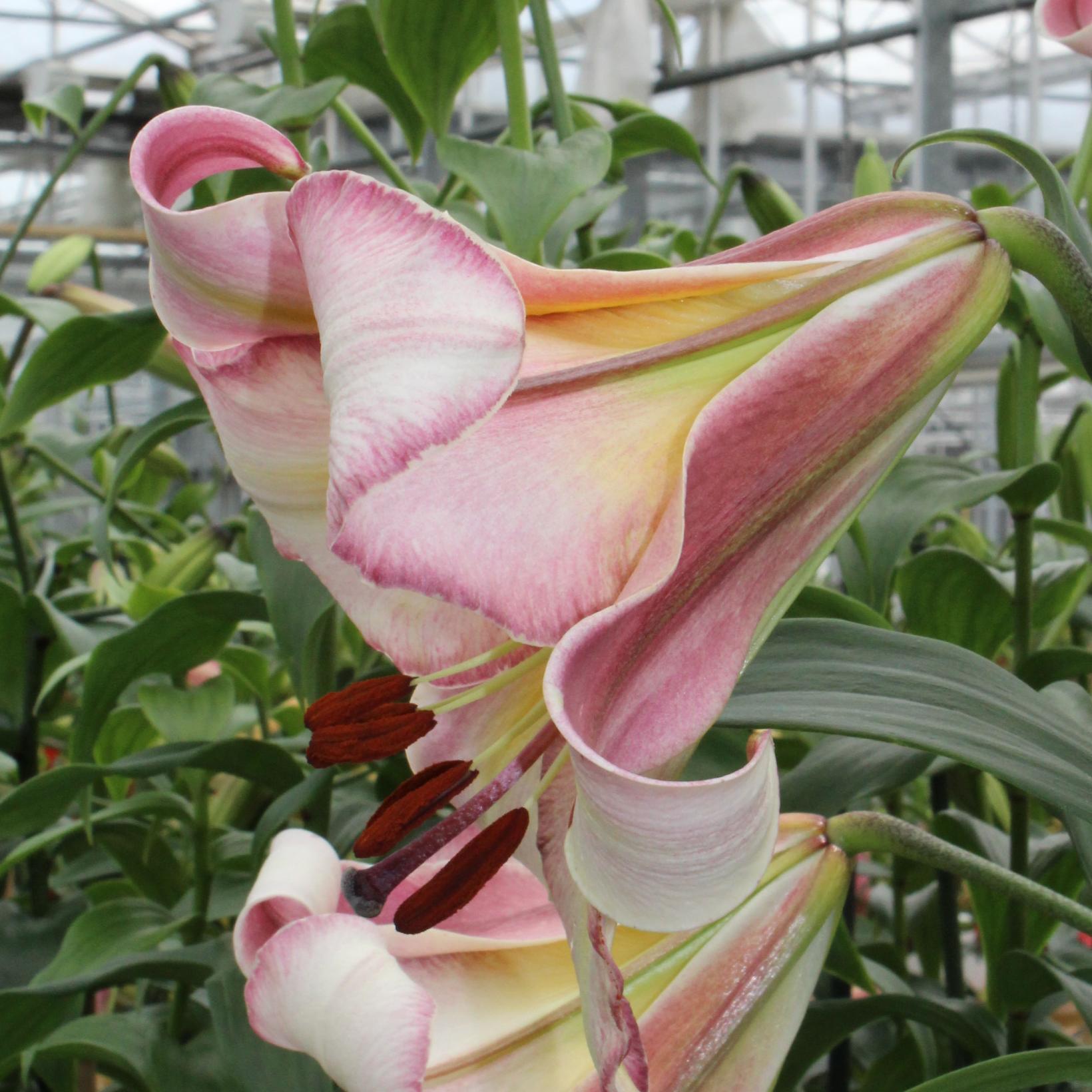 Lilium Beijing Moon - Lis groupe trompette - Lys Hybride - De grandes ...