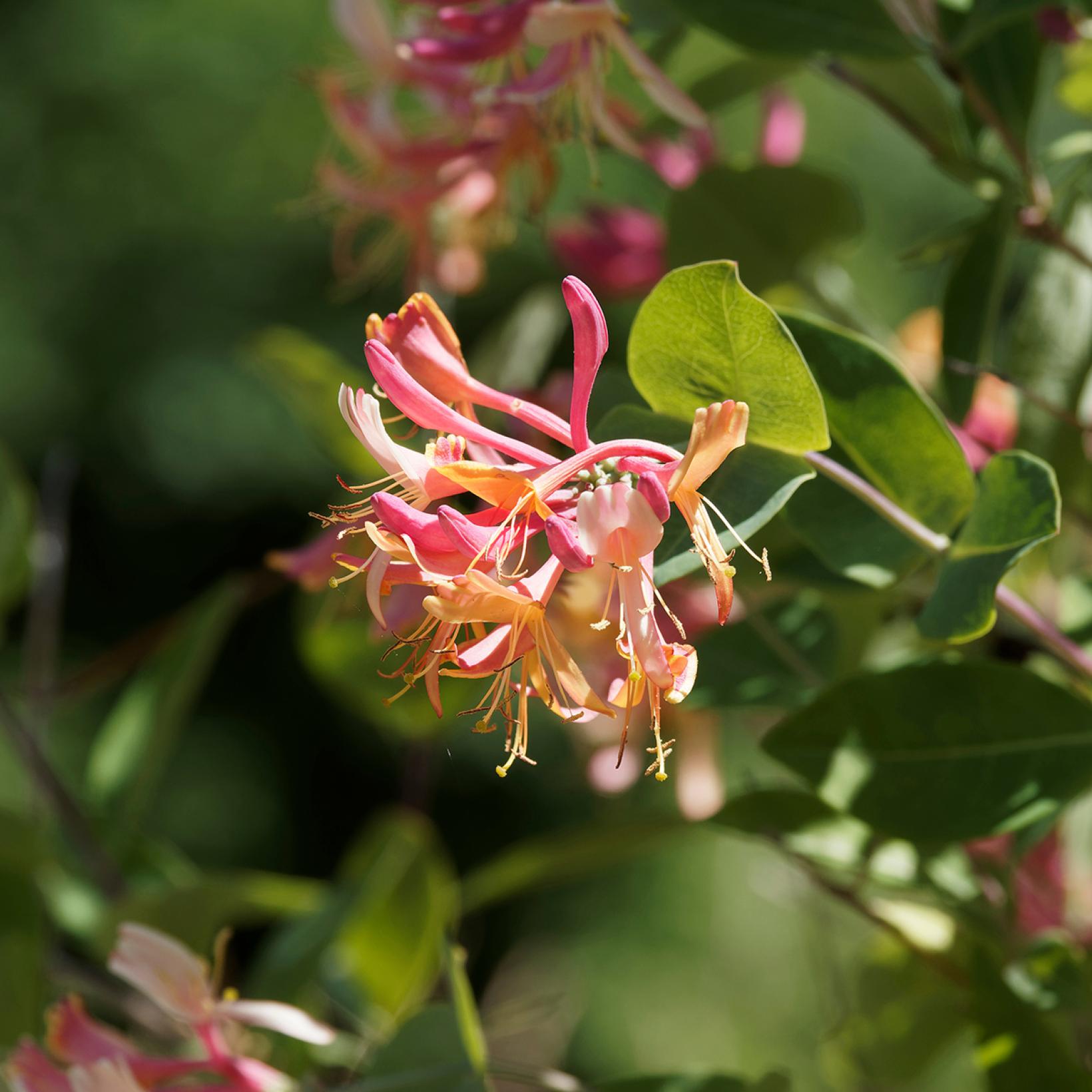 Chèvrefeuille 'Gold Flame' - Plante Grimpante Parfumée, Fleurs Rose-orange, Résistante Au Froid - 8