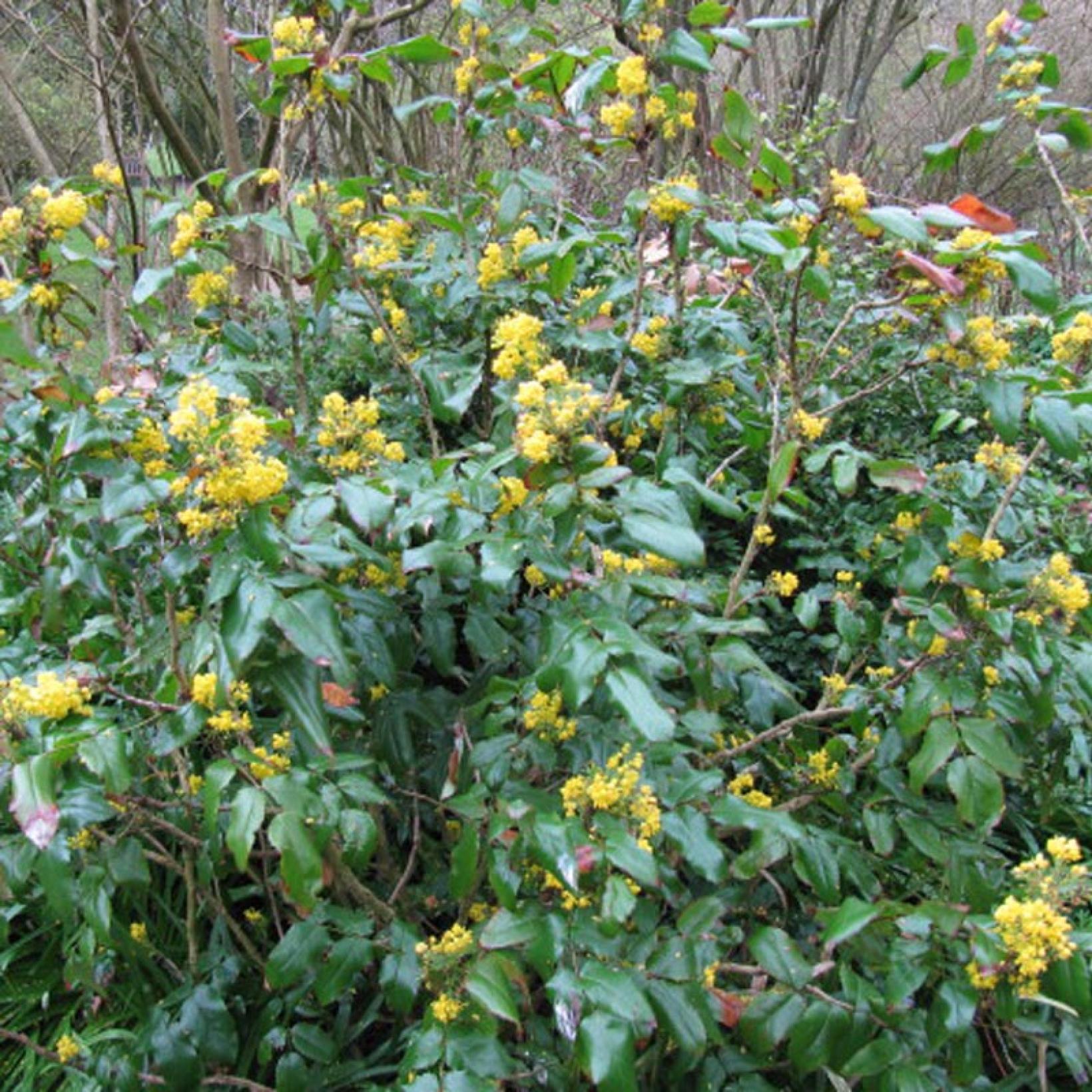 Mahonia à Feuilles De Houx (Mahonia Aquifolium) - Arbuste Persistant 30-50 Cm En Pot - Fleurs Jaunes Parfumées En Hiver