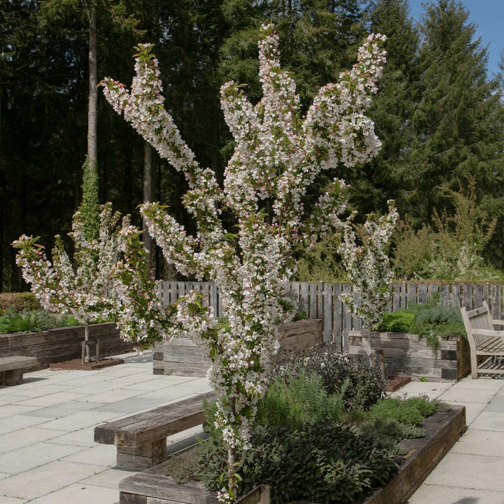 Malus Red Jewel - Pommier d'ornement à fleurs blanches et fruits rouges