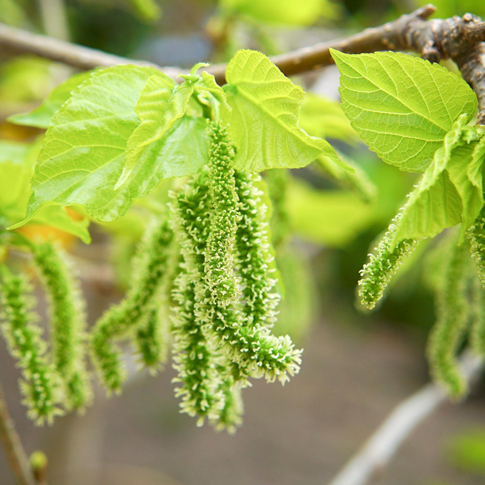 Graines De Mûrier Blanc (Morus Alba) - 200 Graines, Rustique Jusqu'à -20°C, Idéal Jardin Ou Balcon