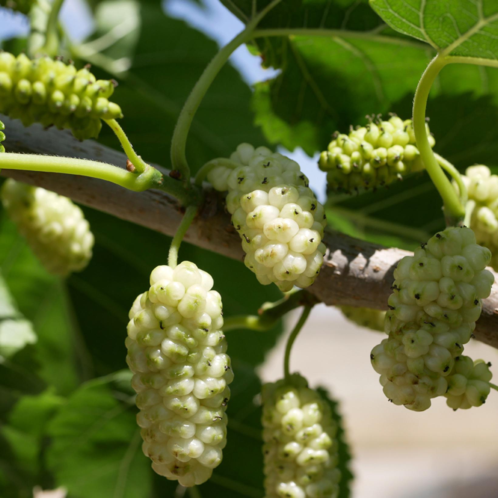 morus-alba-king-s-white-m-rier-blanc-gros-fruits-tr-s-productif