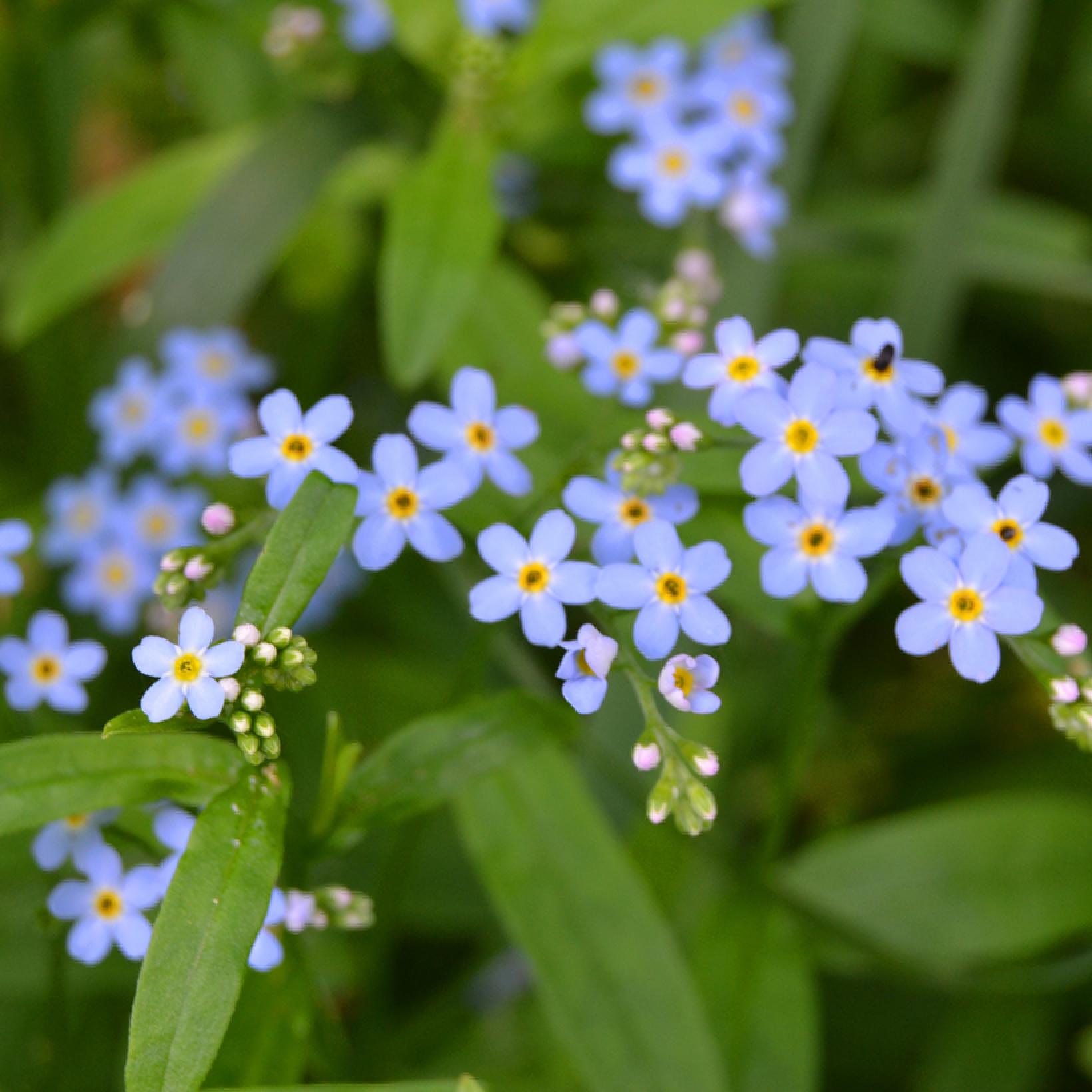 Myosotis Scorpioides Myosotis Des Marais Ou Faux Scorpion Vivace myosotis-scorpioides-myosotis-des-marais-ou-faux-scorpion-vivace