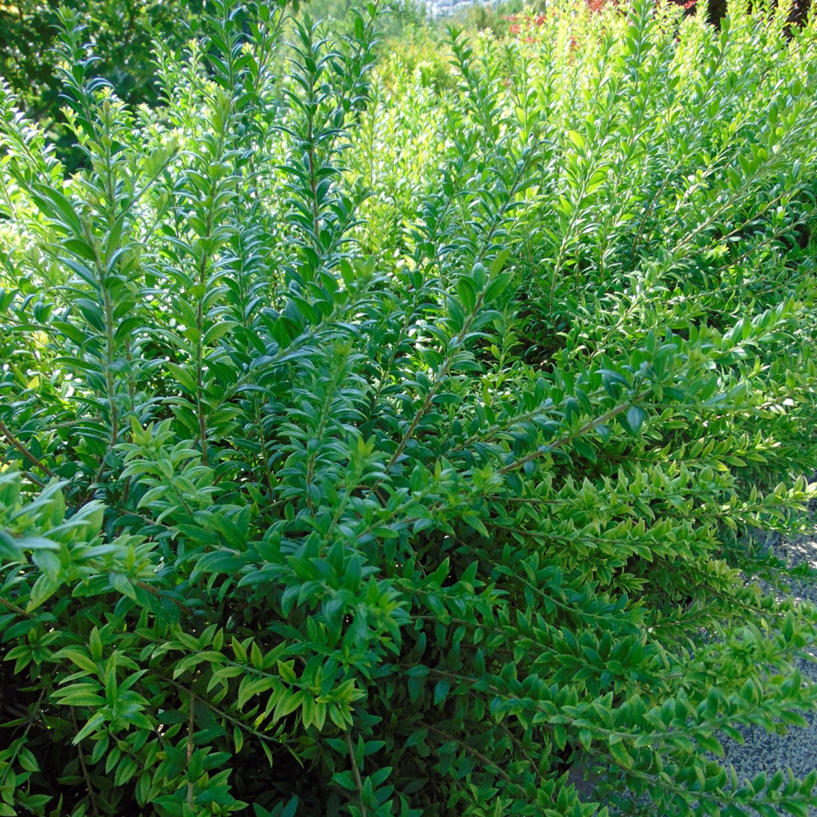 Myrtus Communis Myrte Commun Nerte Arbuste Persistant myrtus-communis-myrte-commun-nerte-arbuste-persistant
