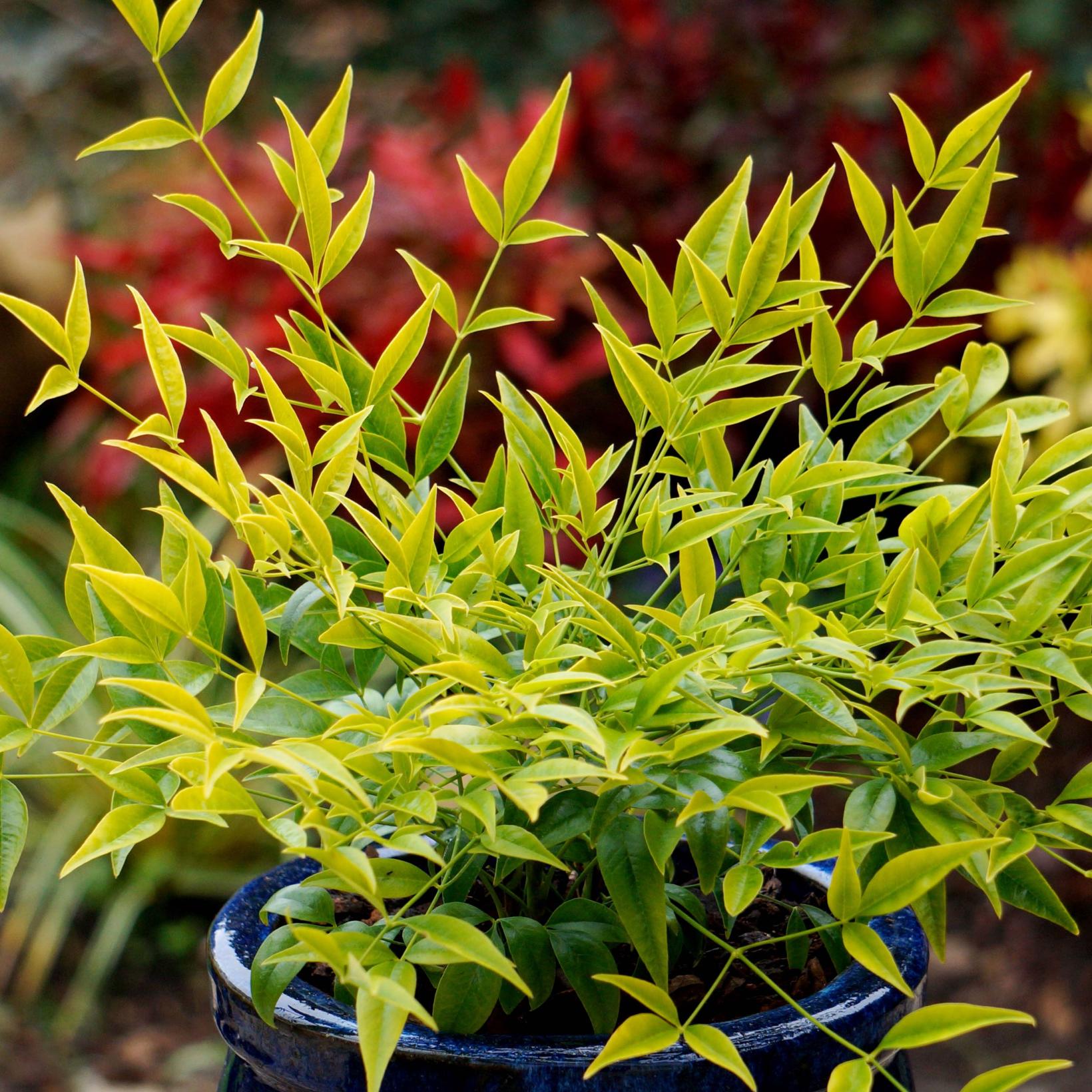 Bambou Sacré Jardiland Nandina Domestica (Bambou Sacré) - Pot 3-4L - Arbuste Persistant Bambou Domestica Gamm Vert Bambou Sacré Jardiland Nandina Domestica (Bambou Sacré) - Pot 3-4L - Arbuste Persistant Bambou Domestica Gamm Vert