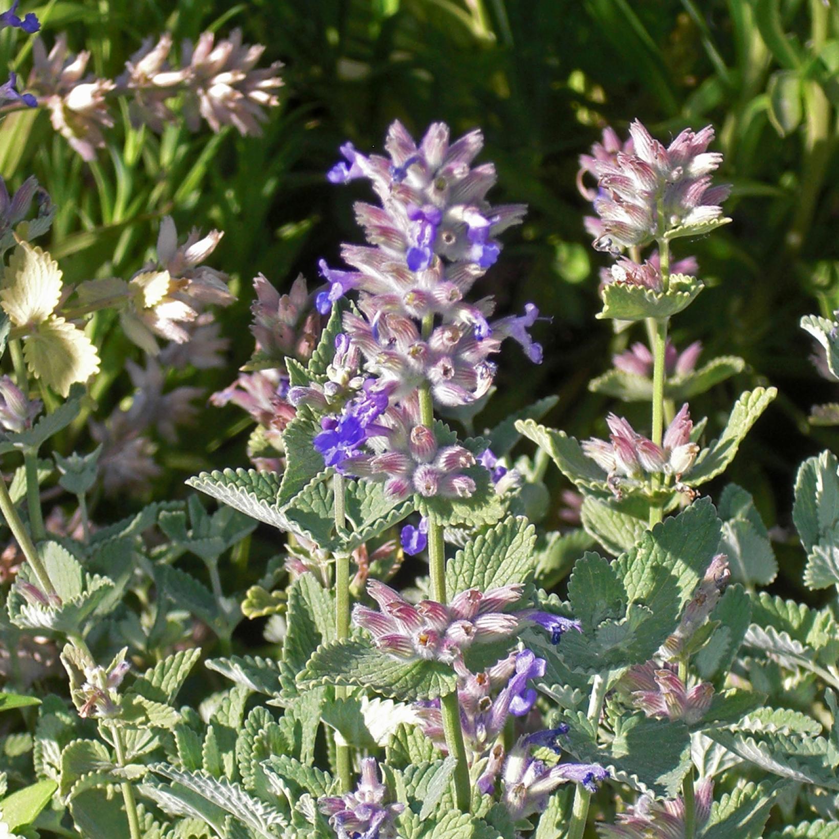 Nepeta x faassenii Dropmore Cataire Vivace au feuillage aromatique