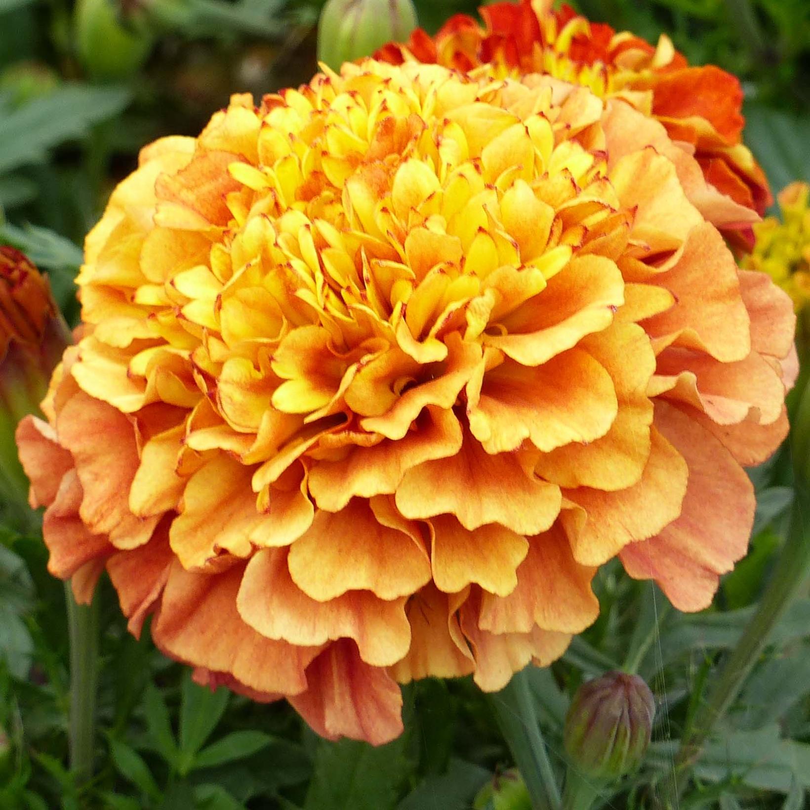 oeillet-d-inde-strawberry-blonde-tagetes-patula-annuelle-aux-fleurs