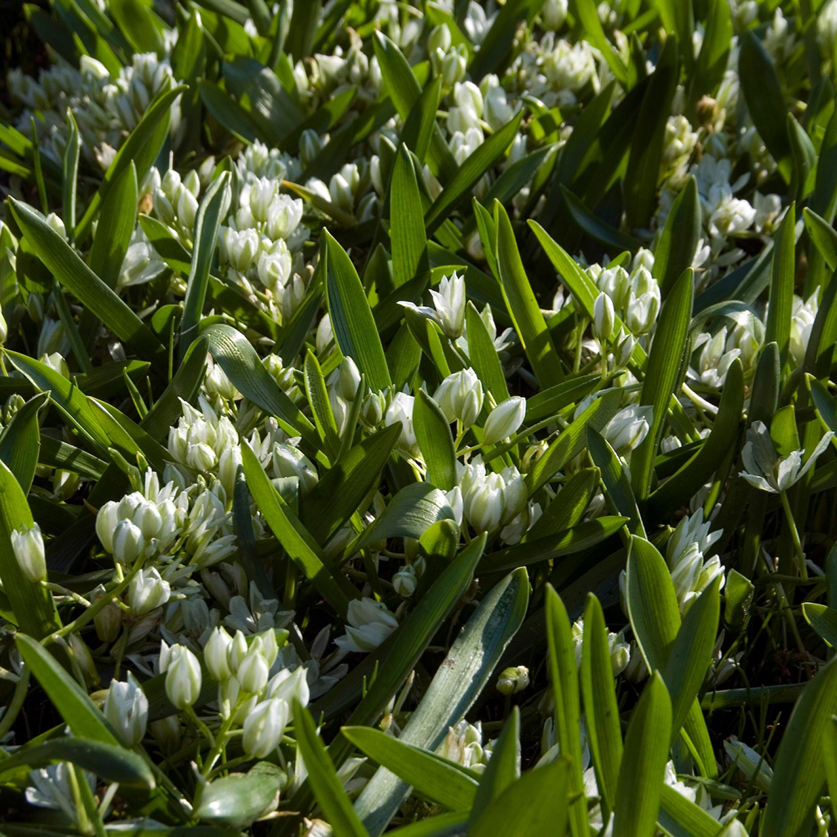 Ornithogalum balansae Ornithogale — free download