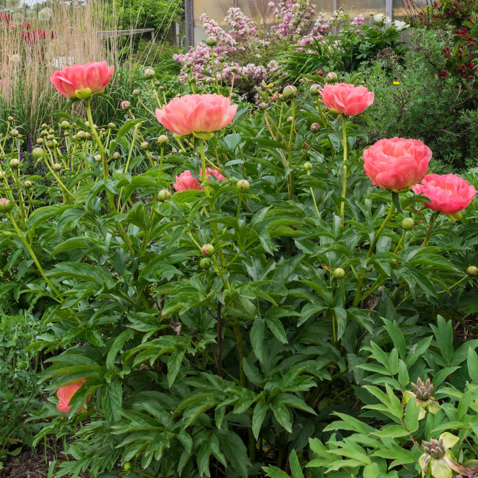 Pivoine lactiflora Pink Hawaiian Coral Variété herbacée, aux grandes — free download