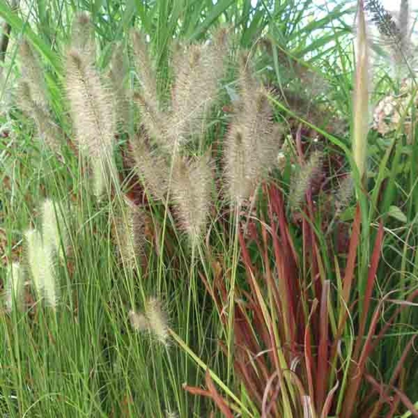 Herbe Aux Écouvillons Hameln (Pennisetum Alopecuroides) 2L – Magnifiques Inflorescences Moelleuses