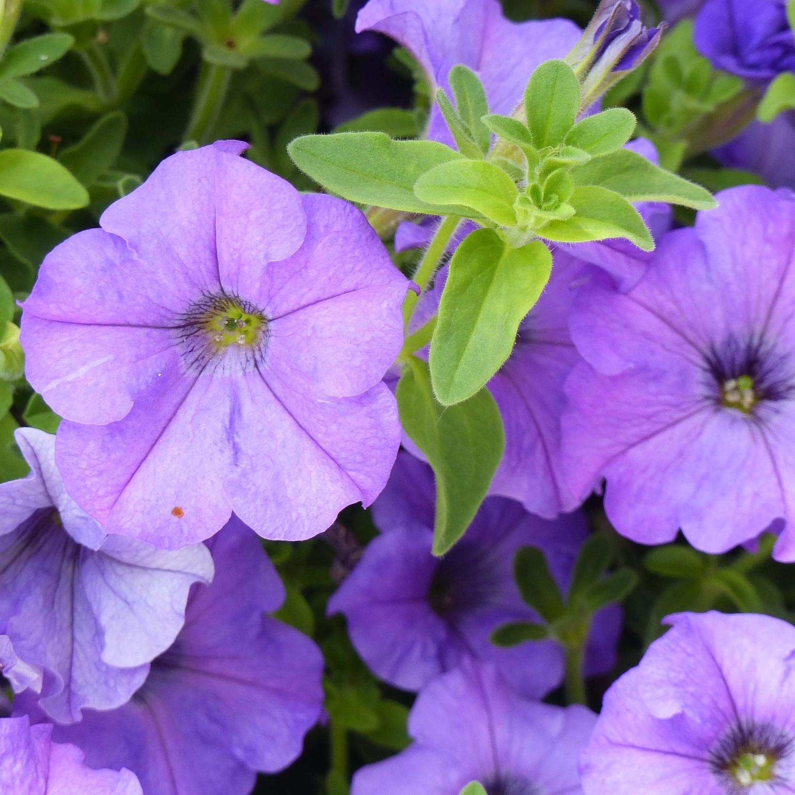 Petunia Surfinia Heavenly Blue Le Meilleur P tunia Retombant Fleurs petunia-surfinia-heavenly-blue-le-meilleur-p-tunia-retombant-fleurs