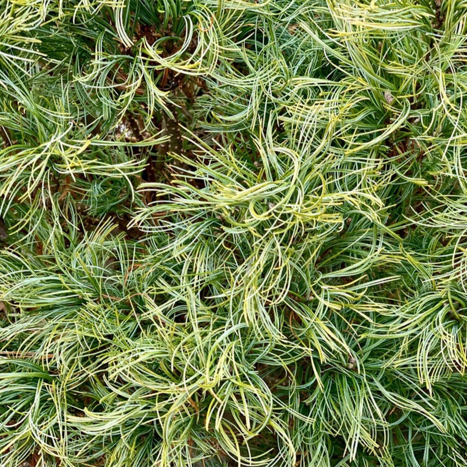 Pinus strobus Tiny Kurls Pin de Weymouth nain à longues aiguilles frisées — free download