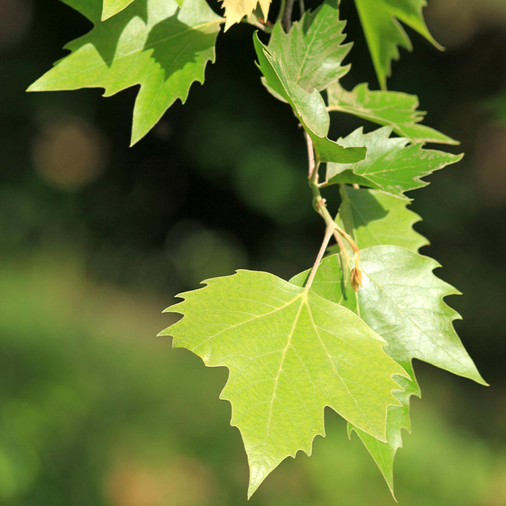 Platanus acerifolia Platane commun ou à feuilles d'érable