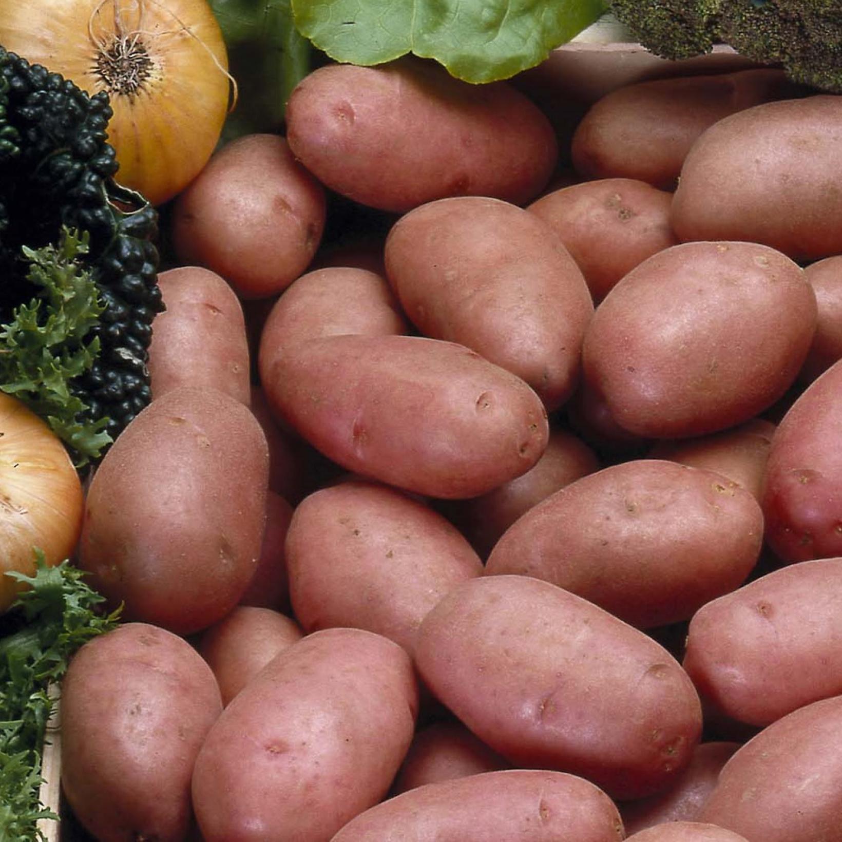 Pomme de terre Rosabelle en plants Variété précoce à peau rouge — free download