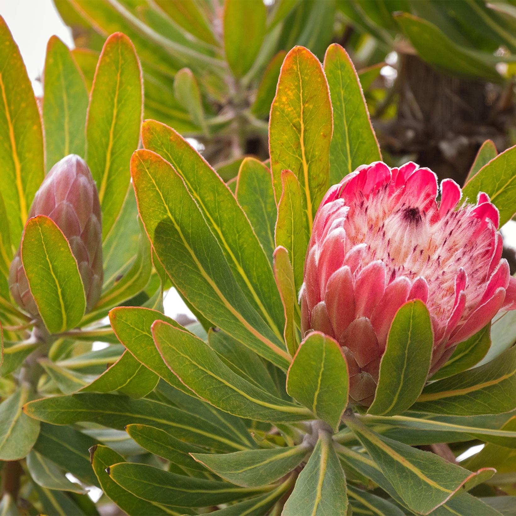 Pink Ice Protée : Protea cynaroïdes Little Prince – EBJS