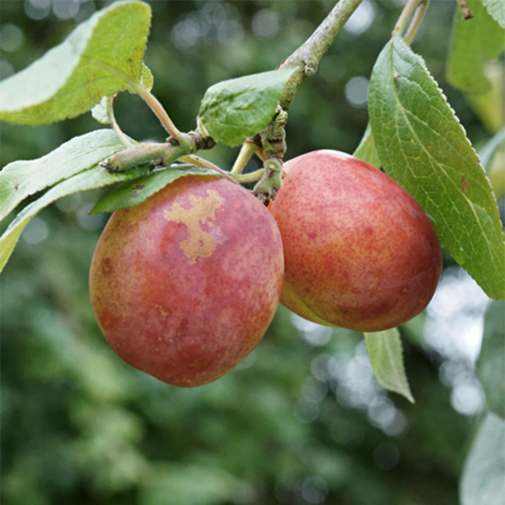 Prunier Victoria - Prunus domestica productif à gros fruits rouge violet