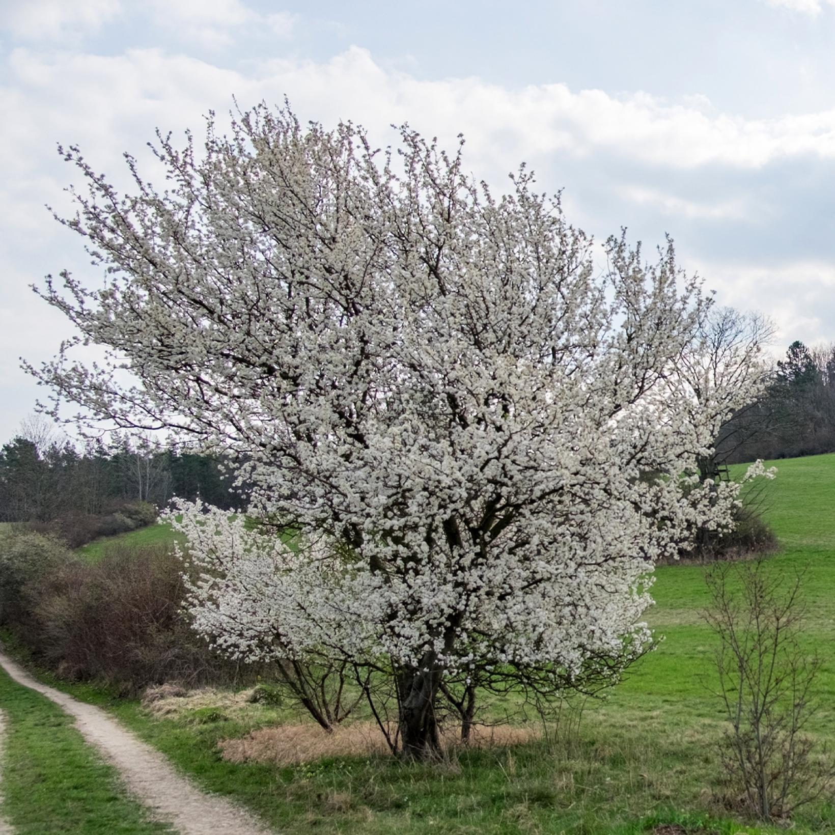 Prunus The Bride - Cerisier à fleurs blanches compact