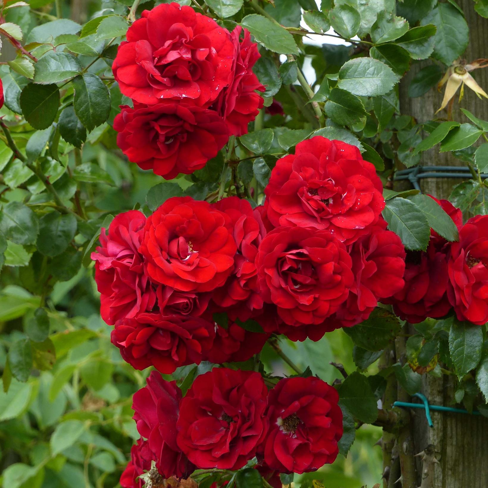 Rosier Merveille Des Rouges Rosier grimpant Amadeus - Variété vigoureuse, saine, un des rares ...