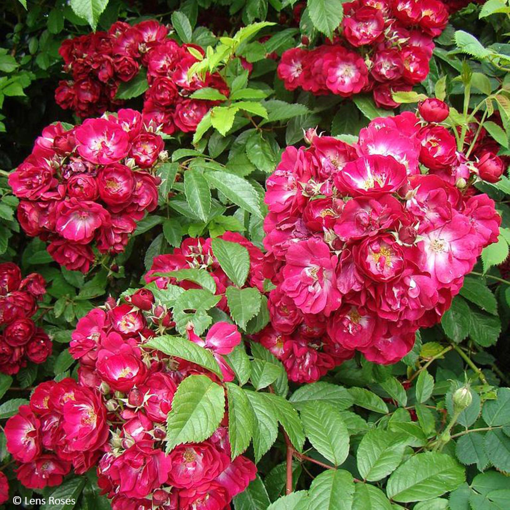 Rosier Boules Rouges Rosier grimpant Wilderode - Liane aux bouquets de petites fleurs semi ...
