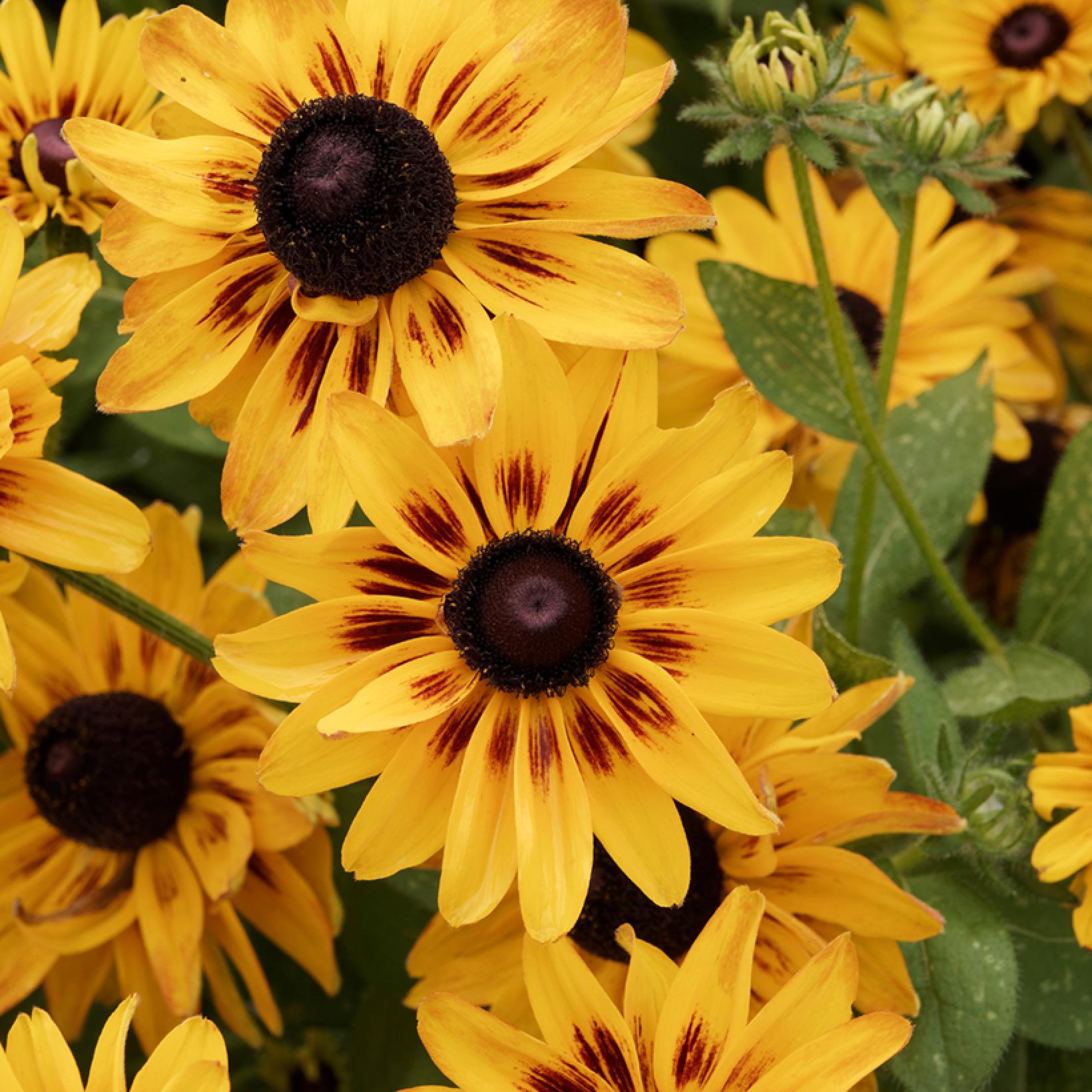 Rudbeckia Giggling SmileyZ Variété compacte à longue floraison jaune